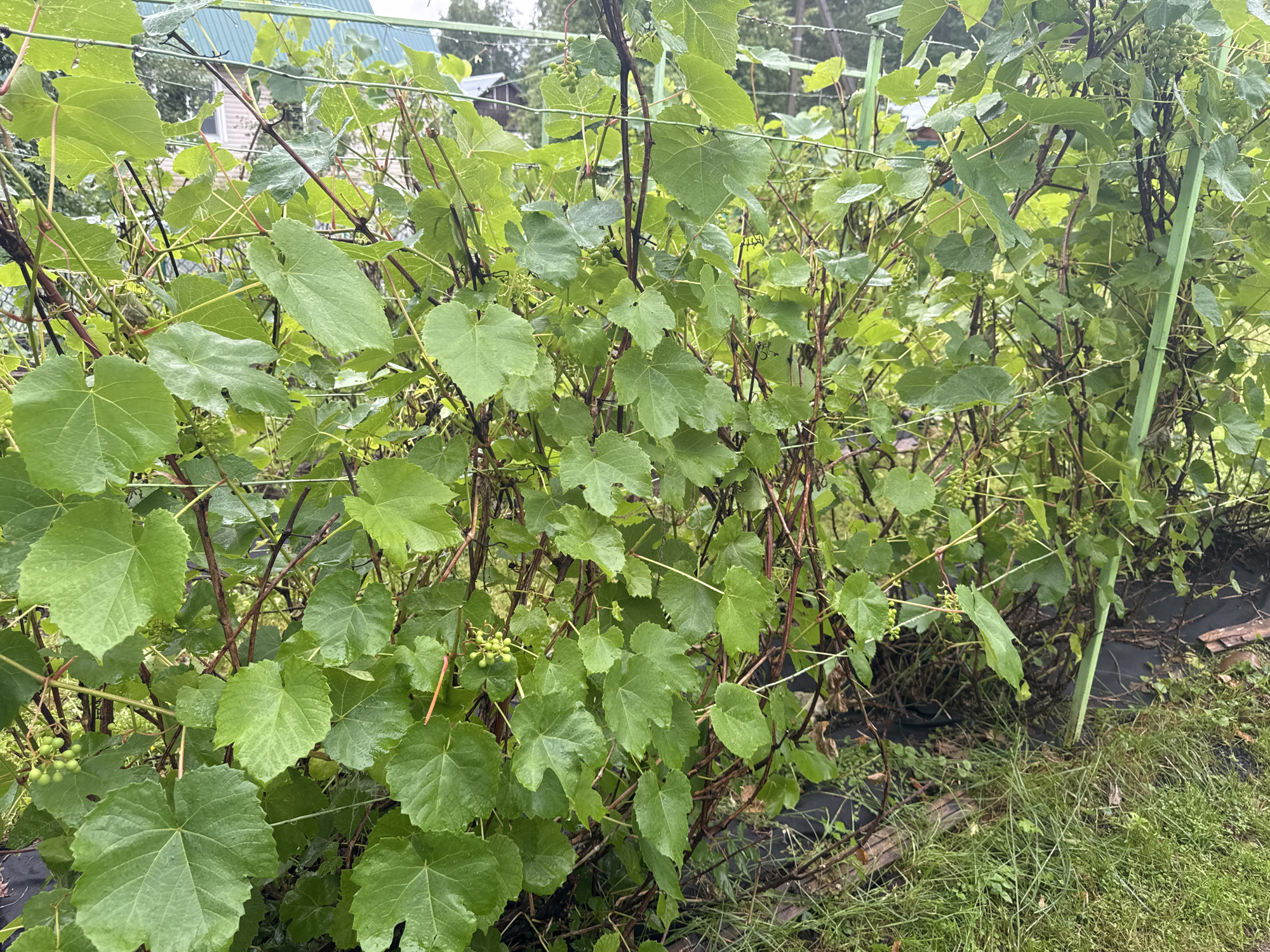 The image shows a dense patch of grapevines growing on a wire trellis in an outdoor setting. The grapevines have large, green, lobed leaves and clusters of small, green grapes are visible among the foliage. The vines are supported by green metal posts and wires. In the background, a building with a green roof and some trees can be seen. The ground beneath the vines is covered with black landscaping fabric and some grass and debris. There are no people visible in the image. The scene appears to be in a residential or garden area, possibly in the city of Krasnoe, Russia, given the context.