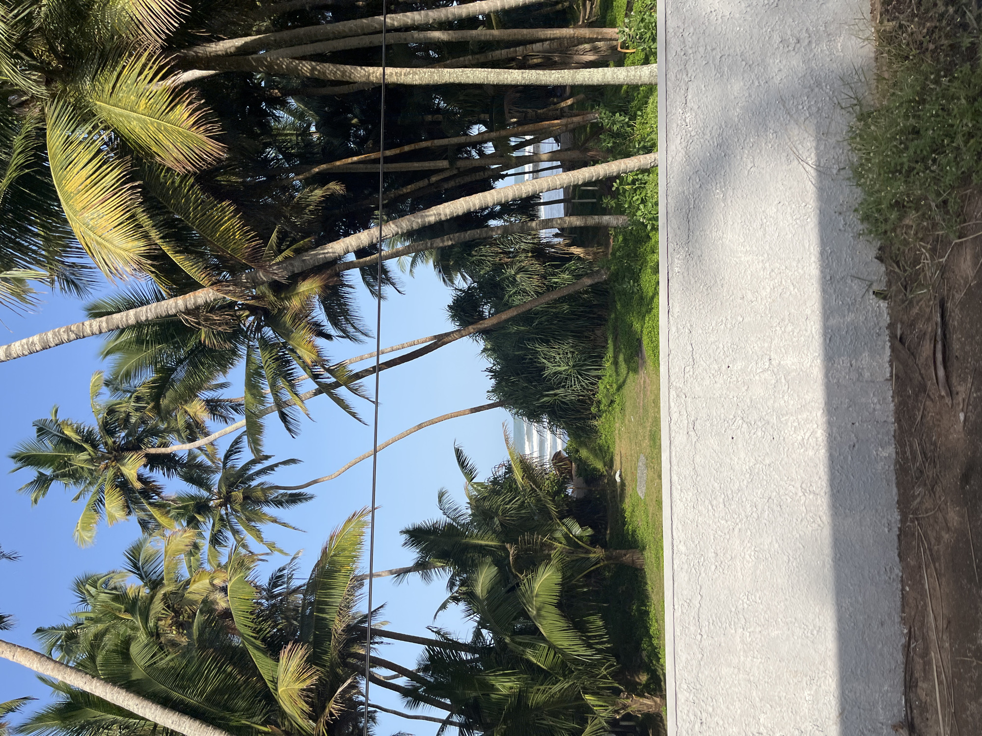 The image depicts a view of the Indian Ocean through a dense cluster of mature coconut palm trees. In the foreground, a textured white wall partially obscures the view. Beyond the wall, a grassy area is visible, leading to a pathway that goes between the palm trees. The ocean is visible in the background with gentle waves breaking on a sandy shore. The sky is clear and blue. The scene is likely located along the coast of Kalutara, Sri Lanka, given the characteristic abundance of coconut palms and the proximity to the ocean. There are no people or animals visible in the frame. The overall impression is one of a tropical, coastal environment.