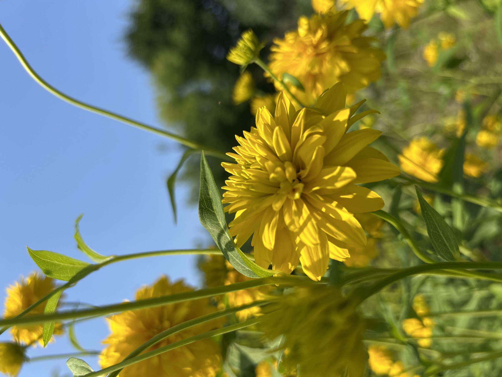 A low-angle, close-up shot focuses on a bright yellow, multi-petaled flower in the foreground, its petals sharply defined. Behind it, other yellow flowers, some in focus and some blurred, create a cluster. Green stems and leaves are visible, intertwined with the flowers. The background shows a blurred expanse of green foliage and trees against a clear blue sky. The overall scene depicts a sunny outdoor environment, likely a garden or field, with a focus on the vibrant yellow blooms. The location is Unknown, Unknown.