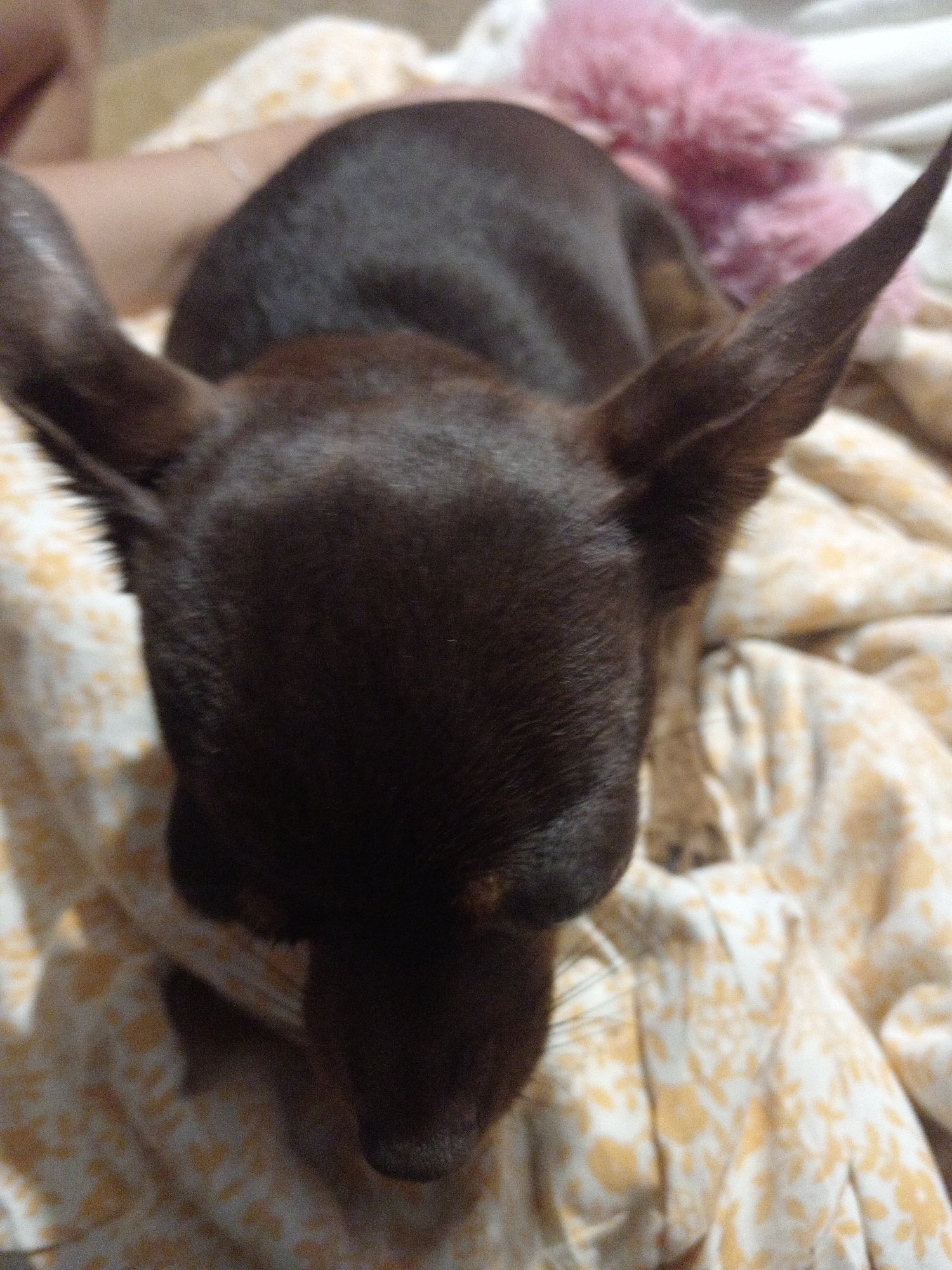 In Novopokrovka, Russia, a dark-furred chihuahua lies on a patterned blanket. The dog's head is angled downwards, and its large ears are prominent. A portion of a person's arm is visible in the upper left corner of the image, and a pink, fluffy object is out of focus in the background. The blanket has a delicate floral pattern in yellow and white.