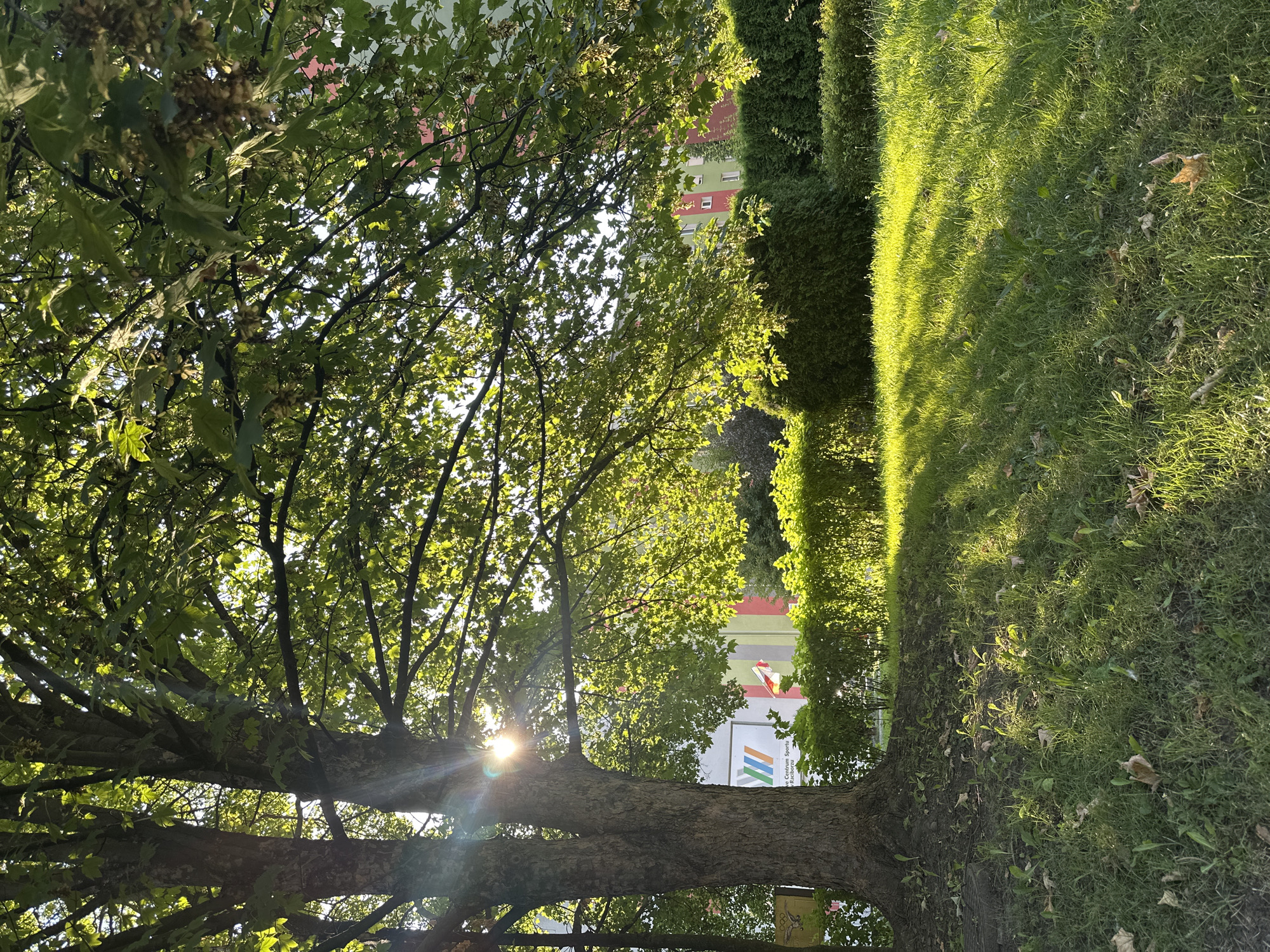 The image depicts a park-like setting with a large tree in the foreground. The tree has a thick, textured trunk and is covered in vibrant green leaves, with sunlight streaming through the branches, creating dappled shadows on the grass. In the background, there is a neatly trimmed hedge, and beyond that, a multi-story building with colorful facades of red and green. The building appears to be a civic or public building, possibly a sports or community center, given the signage visible on its exterior. The overall scene suggests a sunny day in a well-maintained urban green space in Racibórz, Poland.