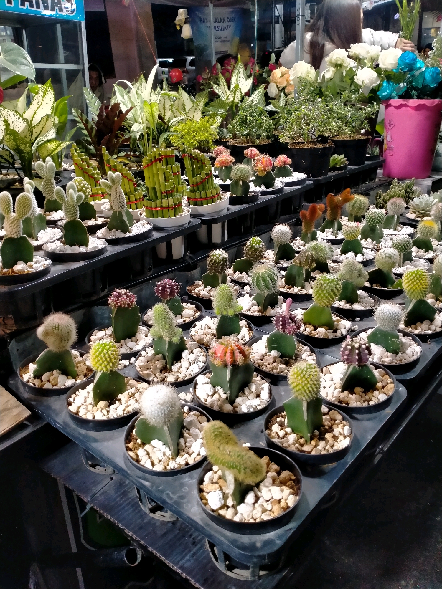 The image depicts a stall at a night market in Batu, Indonesia, showcasing a variety of potted cacti and succulents. The plants are arranged on dark plastic shelves, with small black pots filled with white gravel. In the background, a stall with larger potted plants and flowers is visible, along with a pink decorative bucket. A woman with long dark hair is partially visible in the background, attending to the stall. The lighting suggests it is evening or night, with artificial lights illuminating the scene. The overall atmosphere is that of a bustling market with an abundance of greenery.