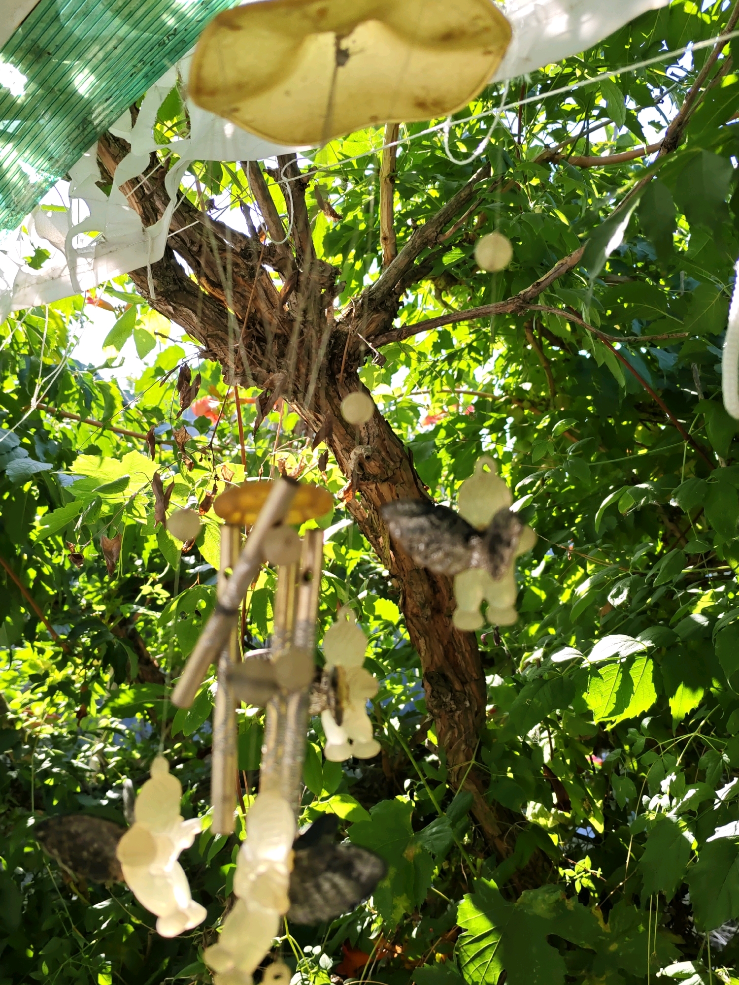 In Rostov-on-Don, Russia, an outdoor scene is captured, dominated by a mature tree with a textured, brown trunk. The tree is adorned with several wind chimes, each featuring multiple delicate, pale yellow, angel-shaped ornaments suspended by strings. Some of these chimes are partially obscured by the abundant green foliage of the tree and surrounding plants. In the upper portion of the image, a translucent green corrugated plastic sheet is visible, casting dappled light and shadows. The overall environment suggests a sunny day in a garden or yard. The image has a shallow depth of field, with the foreground elements, particularly the wind chimes and angel ornaments, being in focus, while the background foliage and tree trunk are softer. The lighting indicates a bright, sunny environment, likely outdoors.
