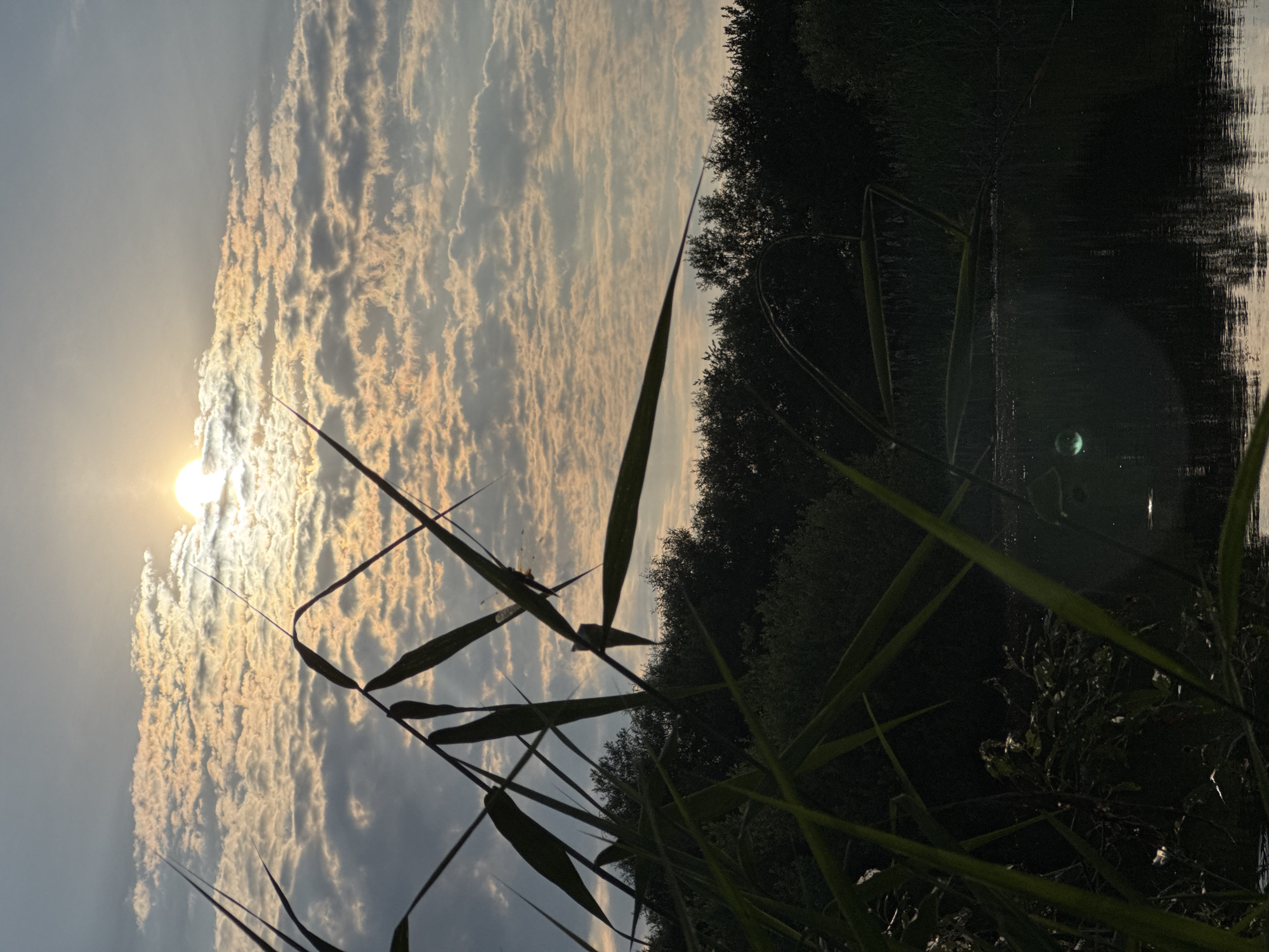 This is a vertically oriented, close-up photograph of a lake at sunset. In the foreground, tall, thin reeds are silhouetted against the sky and water. The reeds are dark green to black and appear to be in sharp focus, with some leaves extending diagonally across the frame.
The middle ground shows a dense line of dark green trees bordering the far side of the lake. The lake itself is a dark, reflective surface with subtle ripples, capturing the colors of the sky and trees. There is a noticeable green circular lens flare on the surface of the water.
The background is dominated by the sky, which is filled with a textured pattern of light and dark gray clouds. The sun is visible through a gap in the clouds, appearing as a bright, white orb with rays of light emanating from it. The clouds are illuminated from behind, creating a warm, orange and yellow glow, especially in the upper portion of the sky.
The overall impression is one of natural beauty and tranquility, capturing a moment at the end of the day. The location is identified as Bigila, Russia, though no specific landmarks within the city are identifiable in the image. There are no people or animals present in the scene.