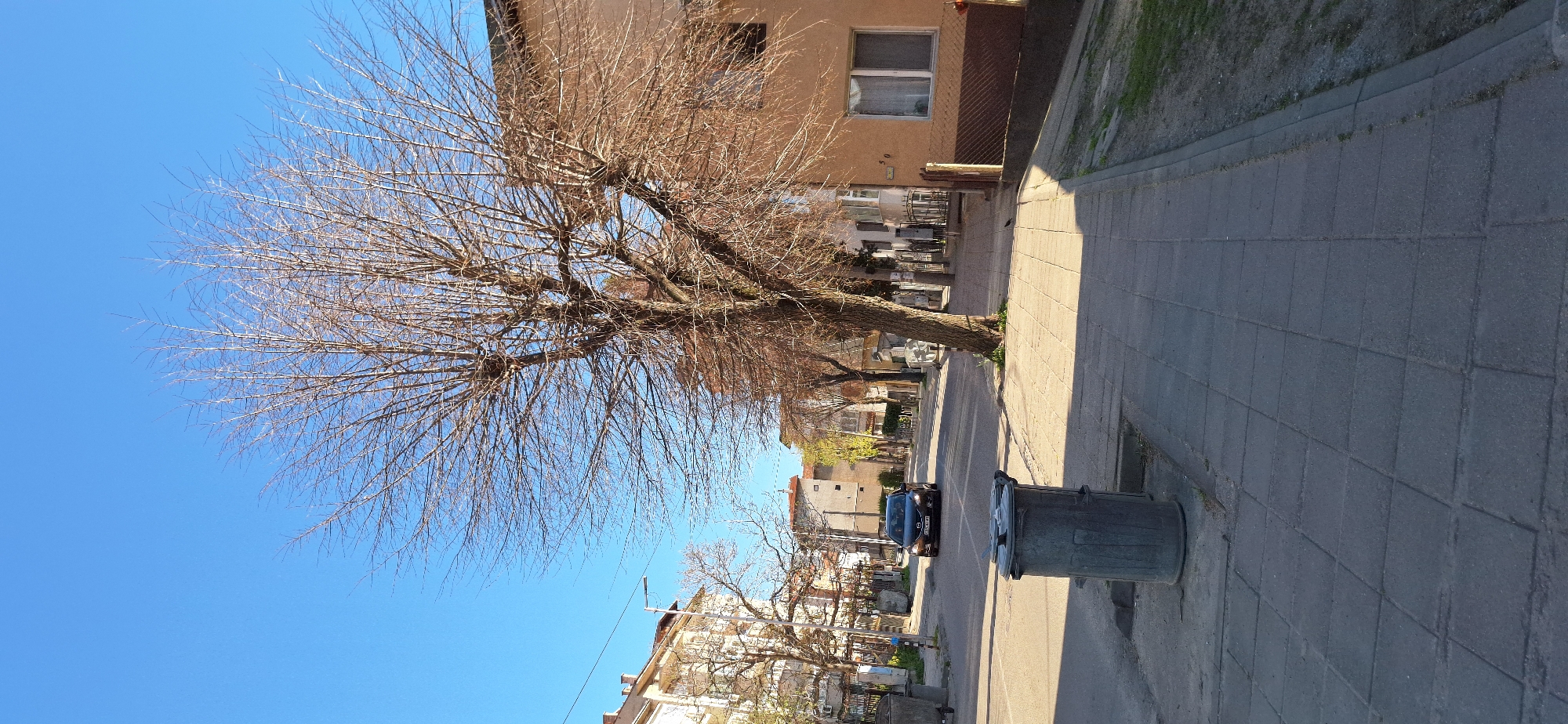 The image depicts an urban street scene in Blagoevgrad, Bulgaria. A leafless tree dominates the left side of the frame, set against a clear blue sky. To the right, buildings line the street, one of which is a brown, two-story structure with two visible windows. A concrete sidewalk runs along the right side of the image, marked by a large, dark gray trash bin. The street itself is asphalt, with a dark-colored car visible further down the road. The perspective suggests a photograph taken from street level. A section of what appears to be a cemetery is visible across the street from the trash bin.