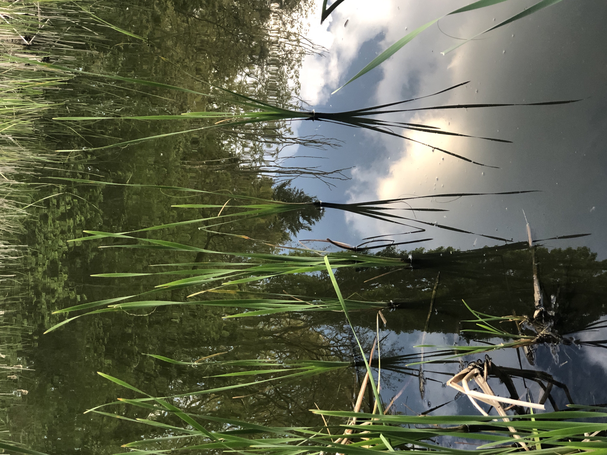 A body of water, reflecting trees and clouds, is surrounded by reeds. The location of the image is unknown and cannot be determined solely from the visual data. Sofia, Bulgaria, cannot be confirmed as the location.