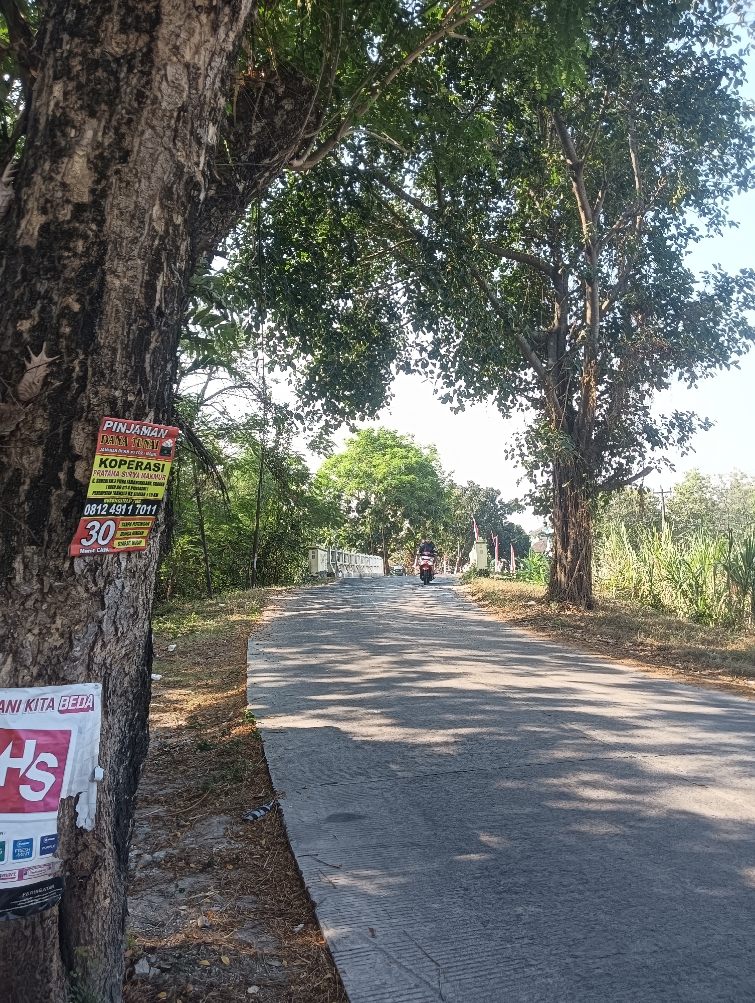 The image shows a rural road in Tanggan, Indonesia, on a sunny day. The road is paved and lined with trees. A motorcycle is seen in the distance, with a person riding it. There are also some advertisements on a tree in the foreground. The environment is green with lush vegetation. The time of day appears to be morning or afternoon, given the shadows.