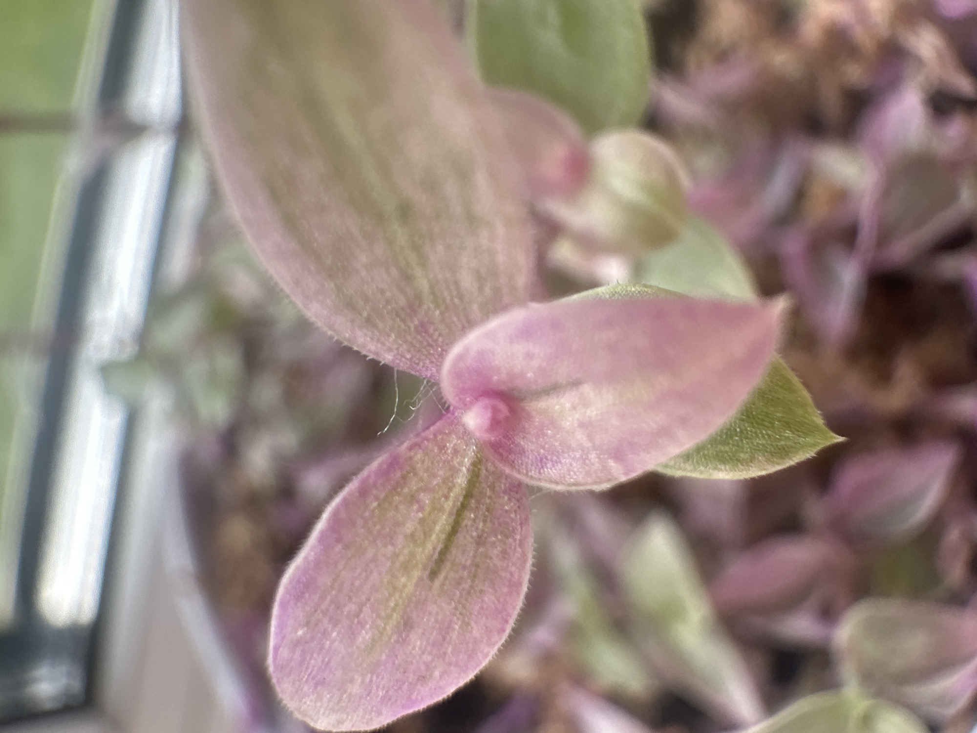 The image is a close-up, macro photograph of a pink and green succulent plant, possibly a Tradescantia. The focus is on the new growth at the top of the plant, where several small, velvety leaves are emerging. The leaves are a delicate pink with hints of green, and the edges are lined with fine, white hairs. A thin, almost translucent thread, possibly from a spider's web, is visible clinging to one of the leaves. The background is blurred, showing more of the plant's foliage and hints of a window frame and outdoor greenery. The lighting suggests an indoor setting, possibly near a window. There are no people or animals visible in the image. The image does not contain any information related to the city of Maladzyechna, Belarus.