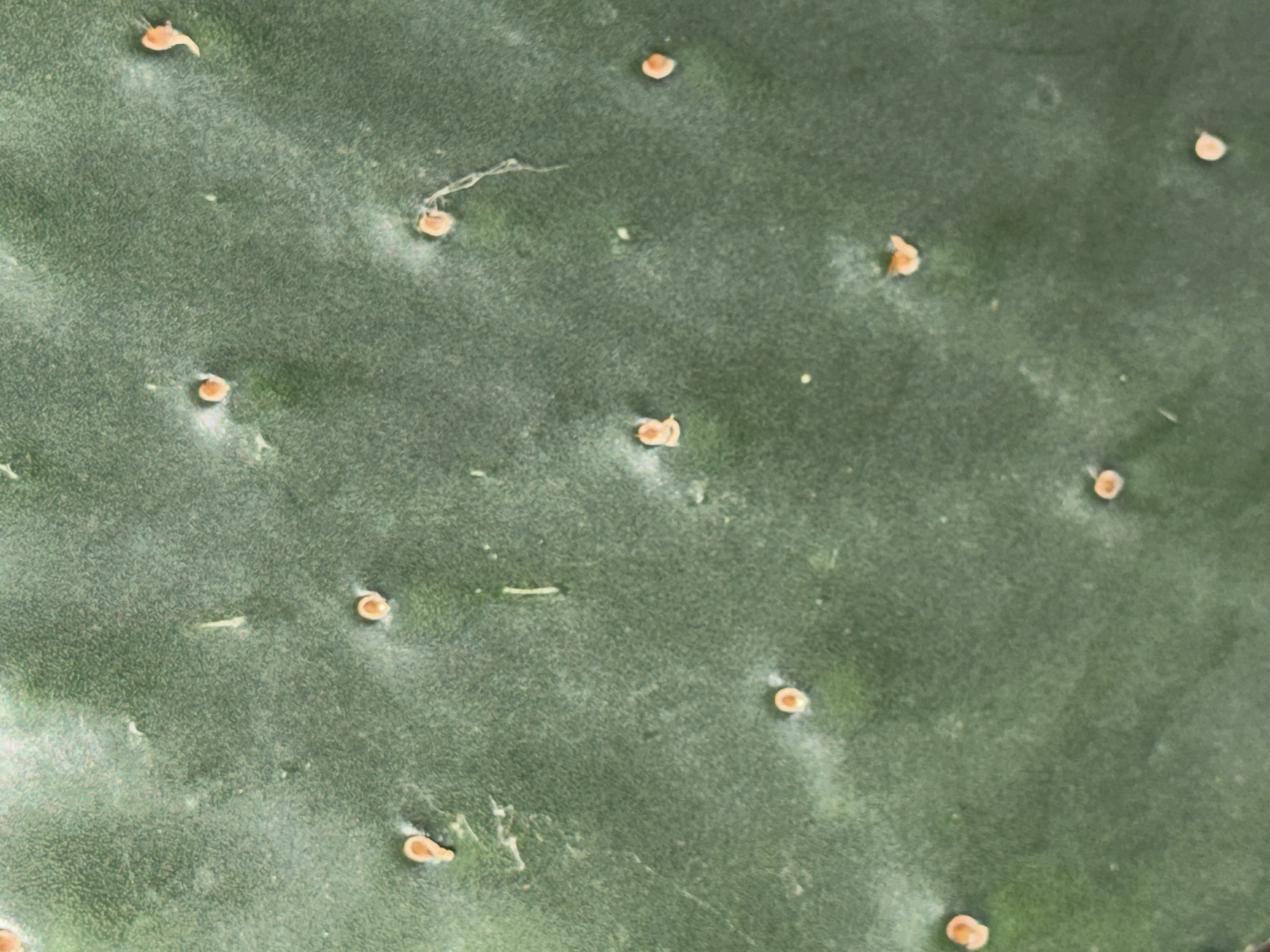 The image shows a close-up of a green cactus pad. Small, evenly spaced areoles with tiny brown spines are visible across the surface. There is no indication of location in Montreal, Canada, or any people, actions, or interactions.