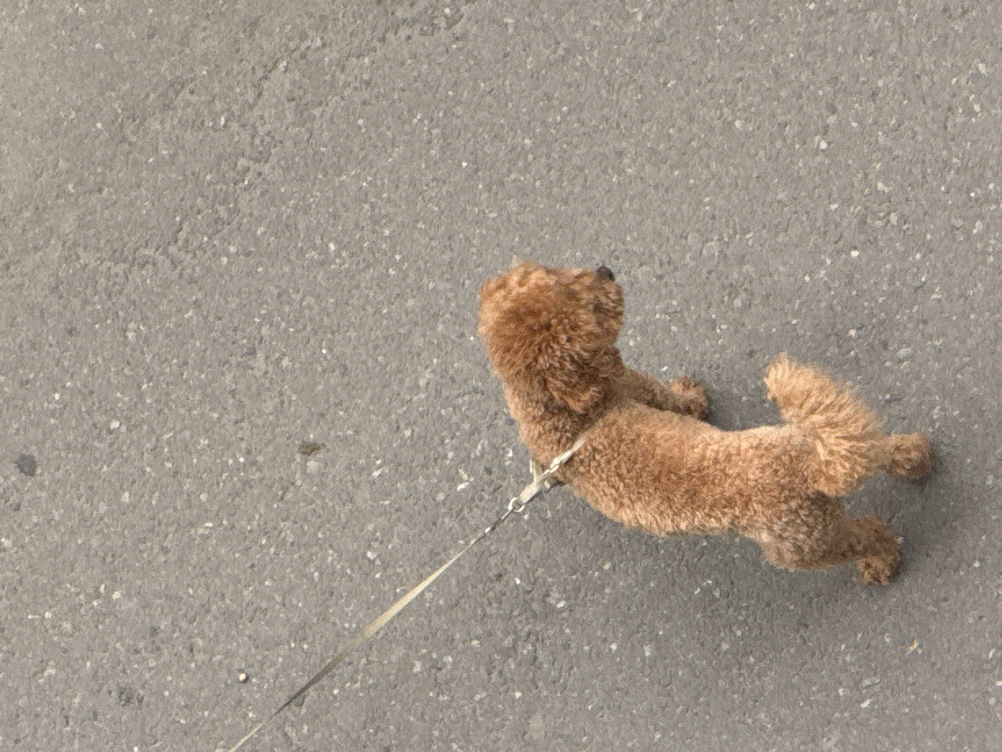 A small, fluffy, brown dog, possibly a poodle or a mix, is captured in an overhead shot from the perspective of someone standing and looking down. The dog is on a leash, which extends diagonally across the frame from its collar towards the bottom left. The dog appears to be in motion, with its body stretched out and its legs extended, suggesting it might be running or playing. Its tail is held high and curled, adding to the sense of playful energy.
The setting is an outdoor paved surface, likely a sidewalk or road, which is a mottled gray with visible small stones and aggregate. The texture of the pavement fills the majority of the frame, providing a neutral backdrop that emphasizes the dog. There are no other people or significant objects visible in the immediate vicinity.
The lighting suggests it is daytime, with the sun casting a slight shadow on the pavement. The weather appears to be clear and dry. No text is visible in the image. The overall impression is one of a lighthearted moment, perhaps during a walk in Tbilisi, Georgia, where the dog is enjoying its freedom to move.