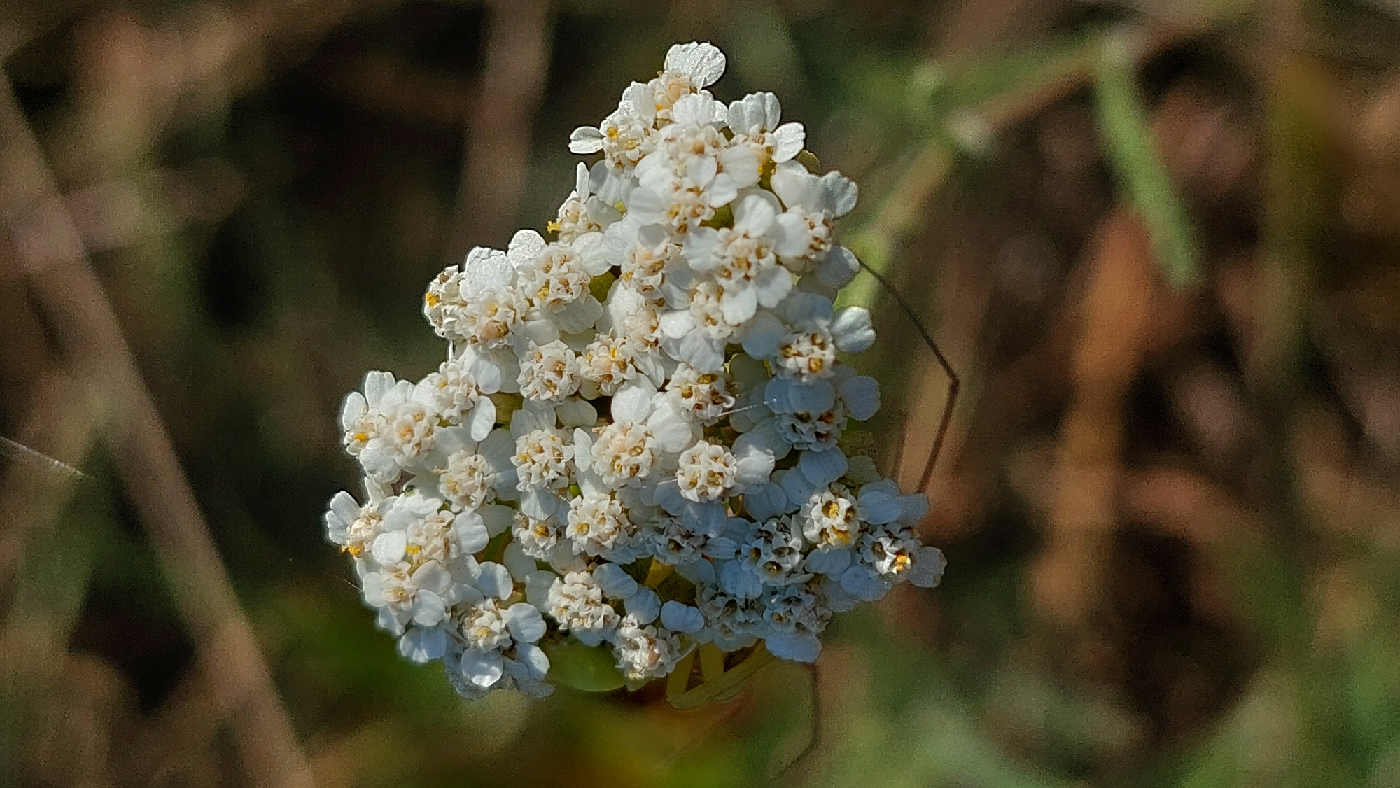 A close-up, eye-level shot captures a cluster of small, white flowers with yellow centers. The flowers are tightly packed together, with some individual petals appearing slightly translucent and delicate. The background is a soft blur of greens and browns, suggesting an outdoor, natural setting. The overall lighting is bright, with a gentle sheen on some of the flower petals, hinting at dew or moisture. The image is crisp and focused on the floral subject, with the environment serving as a muted backdrop. No people or specific structures are visible in the frame, and no actions or interactions are depicted. The scene is entirely natural and botanical in focus.