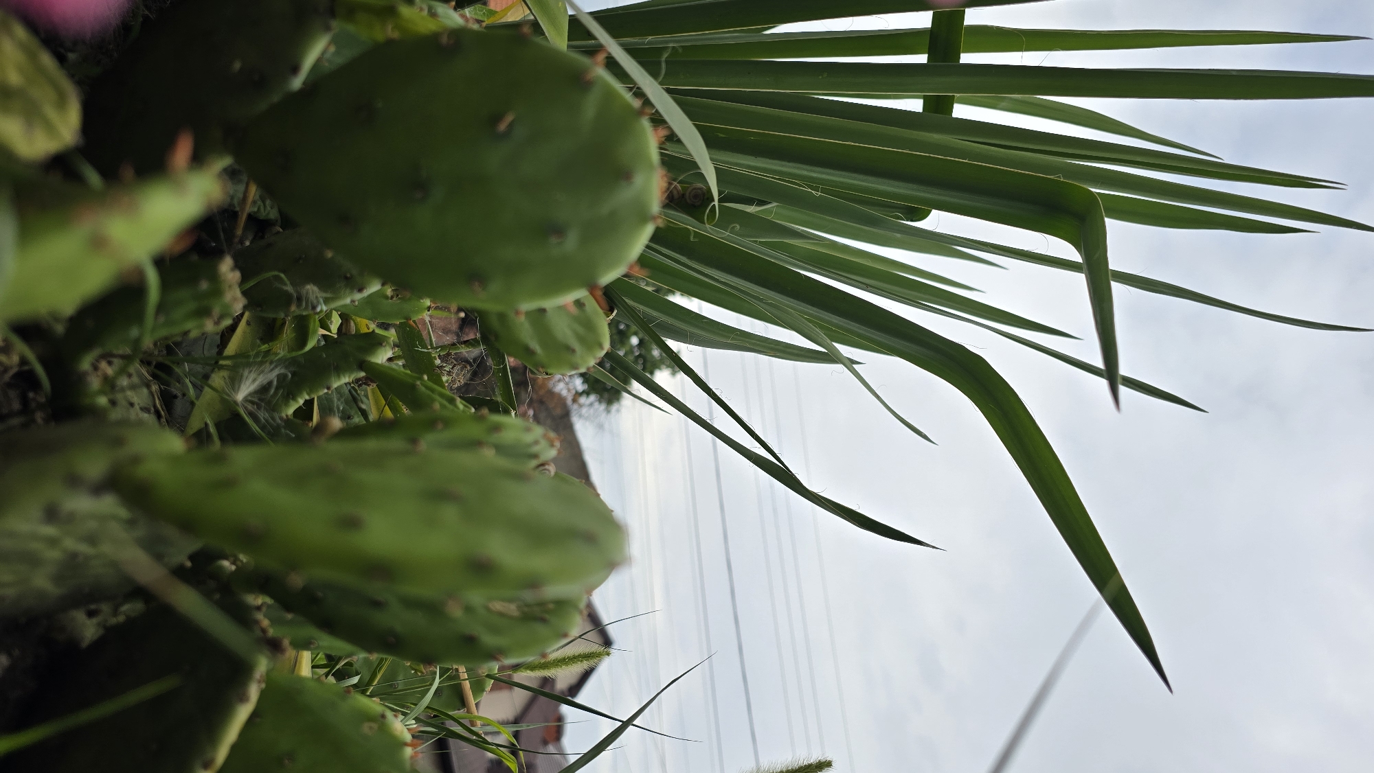 The image depicts a close-up view of prickly pear cactus pads and tall green grass against a cloudy sky. In the background, the rooftops of residential buildings and power lines are visible. The scene appears to be an outdoor setting, possibly a garden or yard. No people or specific actions are depicted. The overall impression is a naturalistic view of vegetation in an urban or suburban environment.