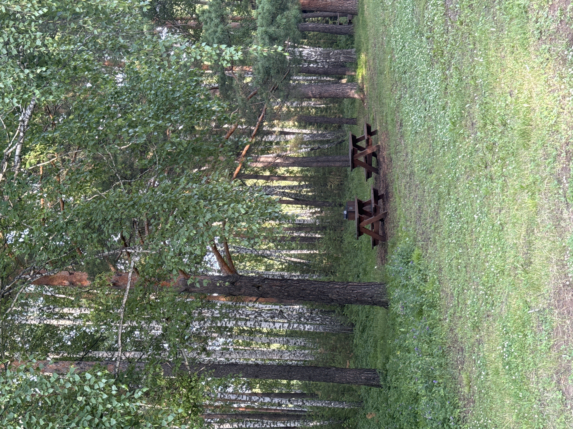 This image depicts an outdoor scene in a forest setting, likely a park or recreational area. The primary subjects are a row of birch and pine trees, with dense green foliage and tall, slender trunks. The ground is covered in a thick carpet of green grass, dotted with small white wildflowers. In the mid-ground, there are two wooden picnic tables, each with attached benches, suggesting a place for outdoor dining or relaxation. The lighting suggests it is daytime, with dappled sunlight filtering through the trees, creating shadows on the grass. The atmosphere appears peaceful and natural. The location cues, such as the specific types of trees and the overall landscape, align with a setting in Krasnoyarsk, Russia. There are no people visible in the image, and no visible text.