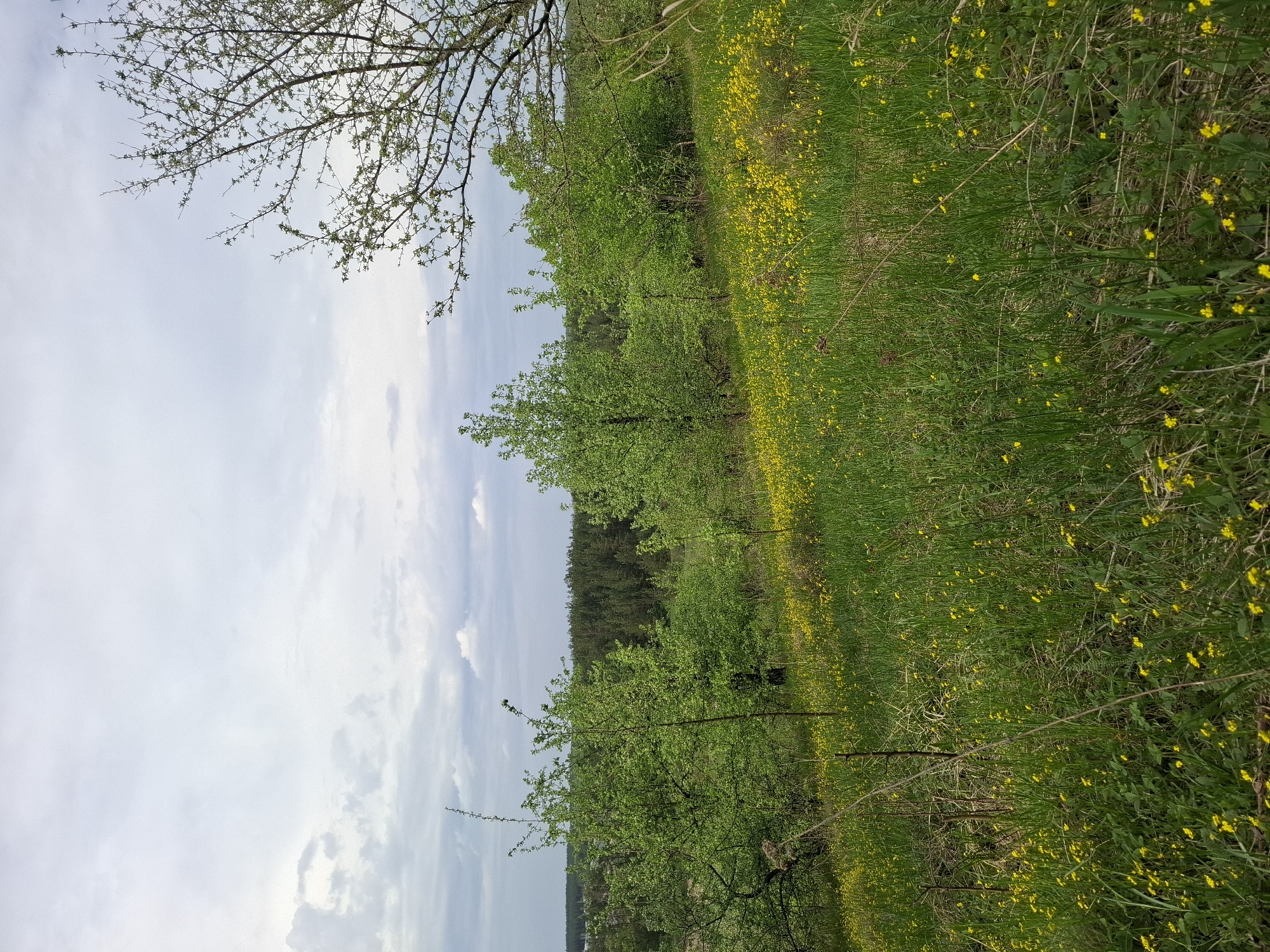 The image captures a rural scene near Khlevnoye, Russia. A field of green grass interspersed with small yellow flowers extends from the foreground. A row of young green trees lines the middle of the image. A dense forest is visible in the background. The sky above is a light blue color, with scattered white clouds. Bare tree branches appear in the upper left corner.