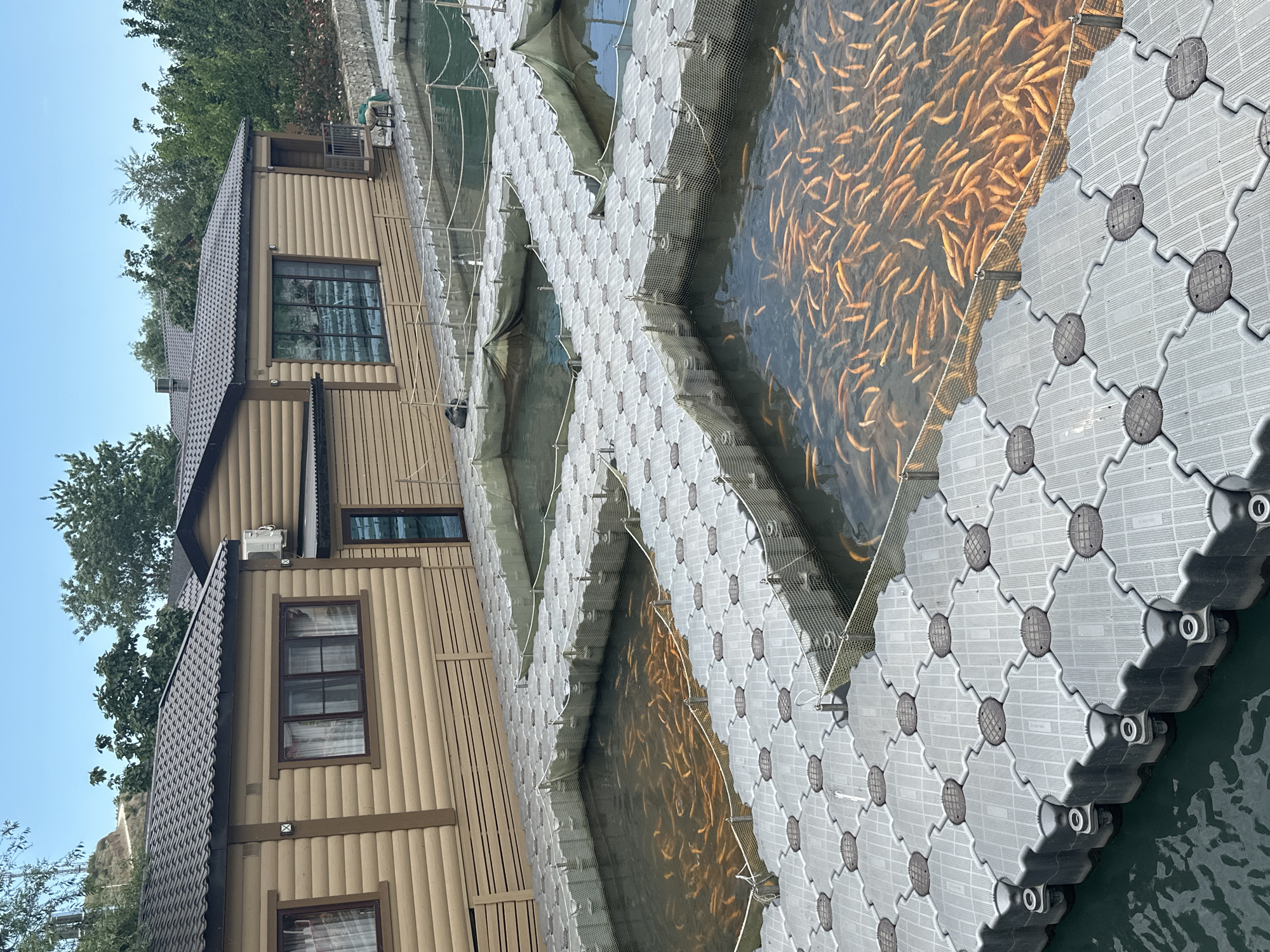 This media file captures an aquaculture facility or fish farm located in Miatli, Russia, under clear daylight conditions. The main subjects are a large quantity of golden-orange fish, a multi-story building, and a system of floating docks and pens on a body of water.
In the foreground and midground, numerous golden-colored fish, possibly trout or salmon, are densely packed and actively swimming within netted enclosures in the water. These enclosures are formed by a system of light gray, modular floating docks. The docks feature an interlocking, textured pattern with raised circular grates, some of which bear indistinct text. The water appears calm, reflecting the bright sky and the fish.
To the left, a prominent building with light brown vertical wood paneling and dark brown trim stands on the bank. It has a dark gray tiled roof, multiple rectangular windows with dark frames, and an air conditioning unit visible on one side. This structure resembles a lodge or operational building for the facility. Behind the building and along the bank, lush green trees and foliage are visible under a clear blue sky, suggesting a natural or semi-rural setting.
The overall scene depicts a commercial fish farming operation, with the fish contained in specialized pens within the body of water. The time of day is clearly daytime, indicated by the bright sun and clear blue sky. No specific human activity is visible, but the setup implies ongoing agricultural or industrial processes. The scene conveys a sense of organized efficiency in a natural environment.
