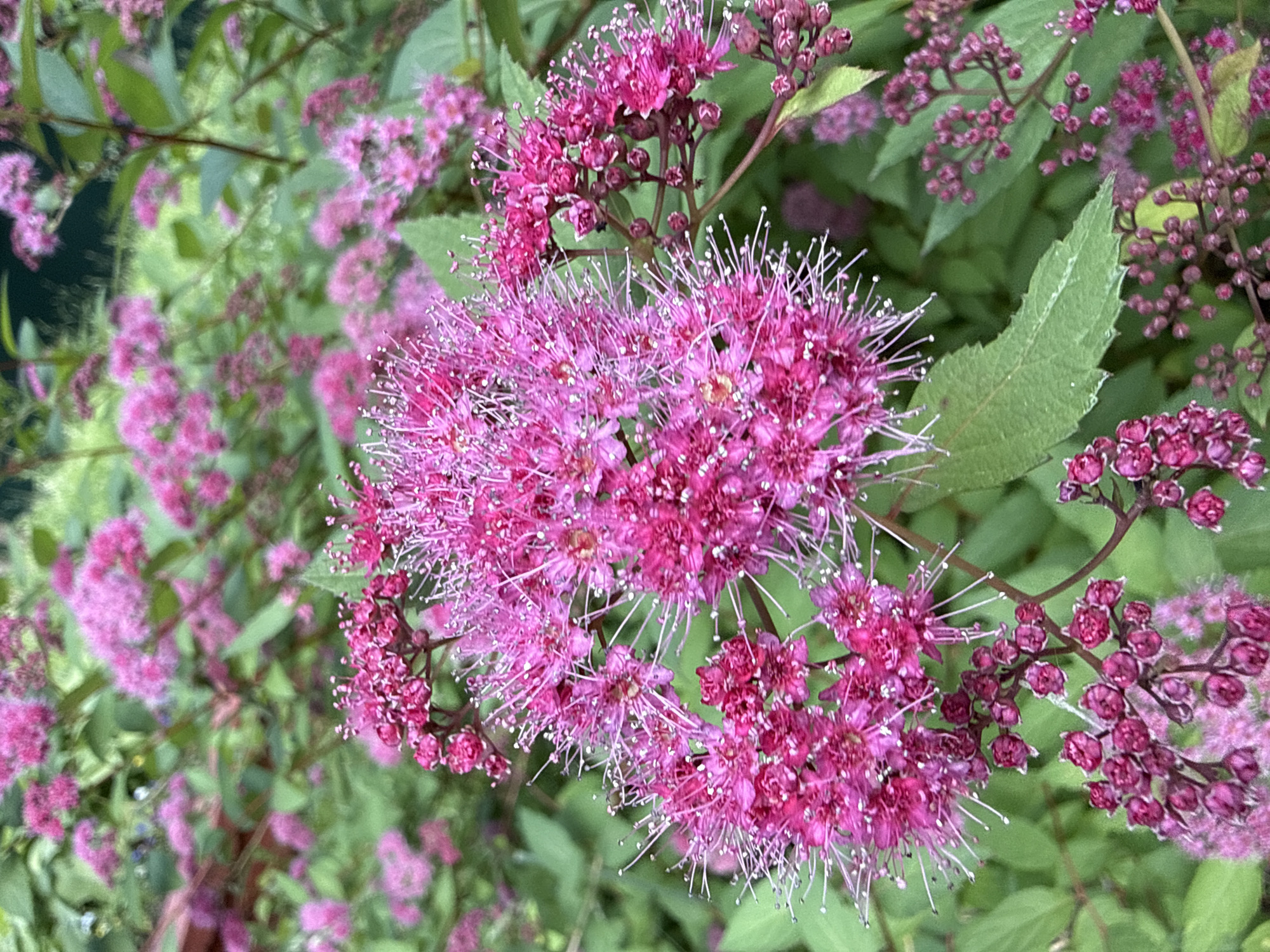 The image is a close-up, shallow depth of field photograph of a cluster of bright pink flowers with green foliage in the background. The flowers are small and star-shaped with prominent white stamens. Some of the flowers are in full bloom, while others are still in bud form. The overall impression is one of vibrant color and delicate detail. The image does not contain any people, actions, or interactions. The environment is a natural setting, likely a garden or park, with lush green leaves and branches. No specific location within Moscow, Russia can be determined from the image.