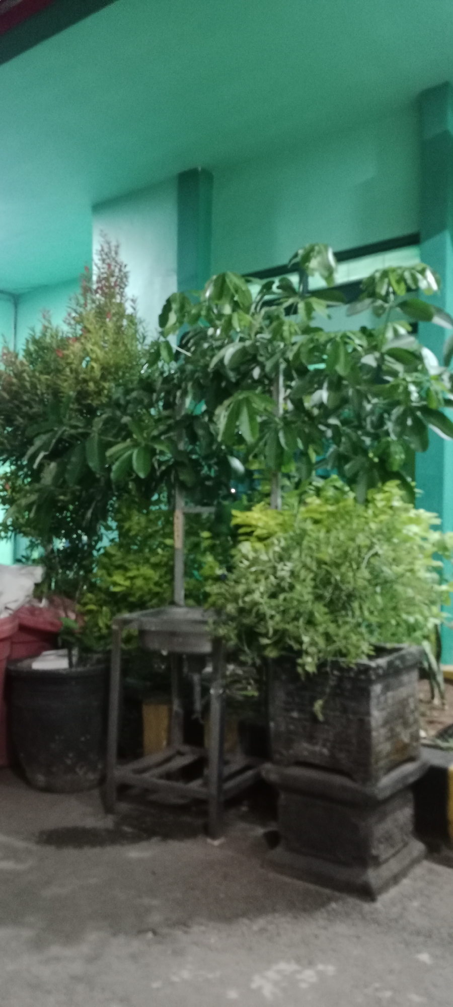 This is a medium shot, full-color, outdoor photograph of several potted plants arranged in front of a building with light teal-colored walls. In the foreground, on the right, is a large, square, dark gray planter with a smaller, similarly designed planter stacked on top. This planter contains a dense, bushy plant with small, light green leaves. To the left of this planter is a metal stand with a circular top, and further to the left, a large, dark gray, round planter holds a taller, conical-shaped plant with dark green and reddish foliage. In the background, behind the metal stand, is a large plant with broad, dark green leaves. The ground appears to be a concrete or asphalt surface, wet in places. The lighting suggests it is either evening or a dimly lit indoor space. The building has a horizontal dark band across the upper part of the wall. The image does not contain any people. The overall impression is one of an outdoor decoration or landscaping area, possibly near an entrance or walkway of a commercial or public building. This scene is not identifiable as being in Tuban, Indonesia, or any specific location, based solely on visual cues.