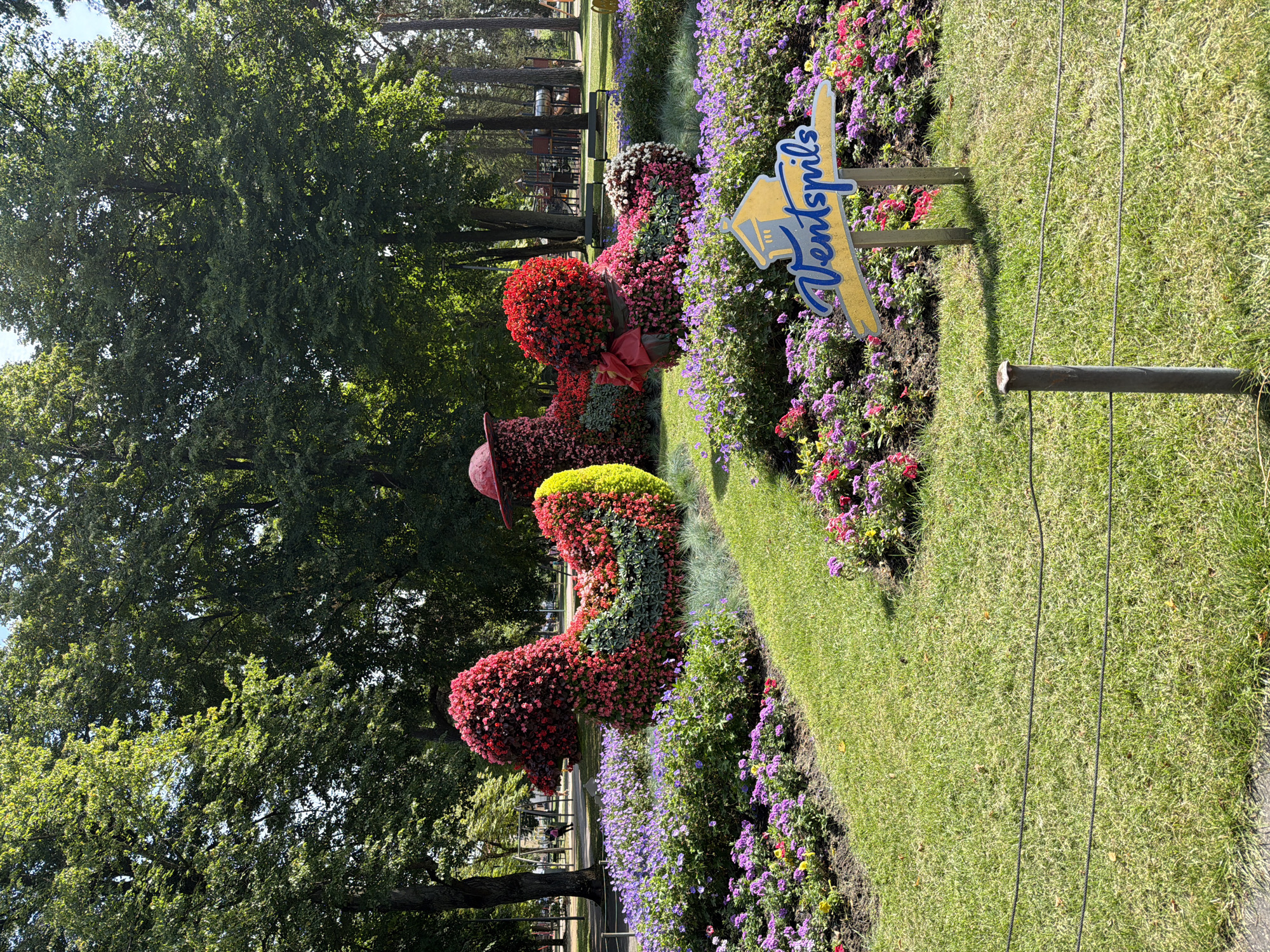 The image captures a sunny outdoor scene in a park in Ventspils, Latvia. Two large topiary sculptures shaped like ducks are the central focus. The ducks are covered in a multitude of red, pink, and green flowers, with one duck also featuring a yellow tail. In front of the ducks, a bed of purple and pink flowers borders a grassy lawn. To the right of the scene, a yellow sign with blue lettering reads "Ventspils," and is adorned with a stylized yellow house emblem. In the background, mature green trees provide shade, and playground equipment is visible, suggesting a public park setting. Two metal posts with wire fences run horizontally across the lower portion of the image.