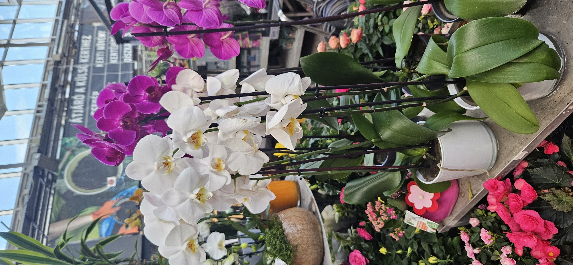 In a Keszthely, Hungary, garden center, a display of potted orchids is prominently featured. White orchids with yellow centers dominate the foreground, their delicate petals cascading from dark stems. Behind them, vibrant purple orchids add a striking contrast. The plants are housed in simple white pots, some placed on a gray, tiered shelf.
In the background, a large banner displays text in Hungarian, likely advertising gardening products or services. The scene is illuminated by natural light filtering through a glass ceiling, suggesting an indoor greenhouse or conservatory environment. To the left of the orchids, a textured brown pot holds a small, green, moss-like plant. Other flowering plants, including pink begonias and smaller pink blossoms, are visible at the bottom and to the sides, creating a lush, botanical atmosphere. The overall impression is one of a well-stocked and aesthetically arranged plant retail space.