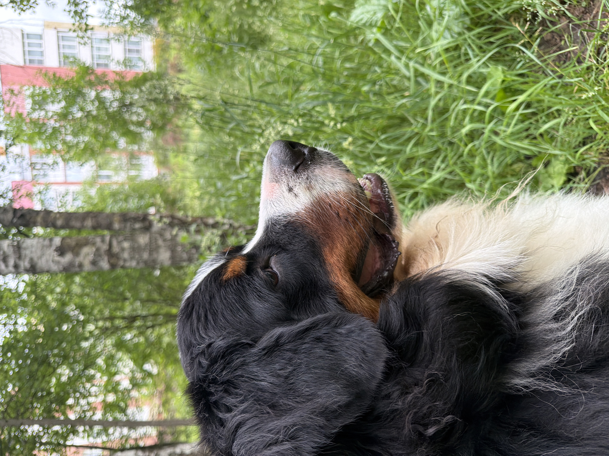 A Bernese Mountain Dog is pictured outdoors, in what appears to be the city of Nakhabino, Russia. The dog is facing to the right of the frame, with its mouth slightly open. Its fur is predominantly black, with white and tan markings on its face and chest. The background consists of lush green grass and trees, with a building visible in the distance. The overall lighting suggests it is daytime.