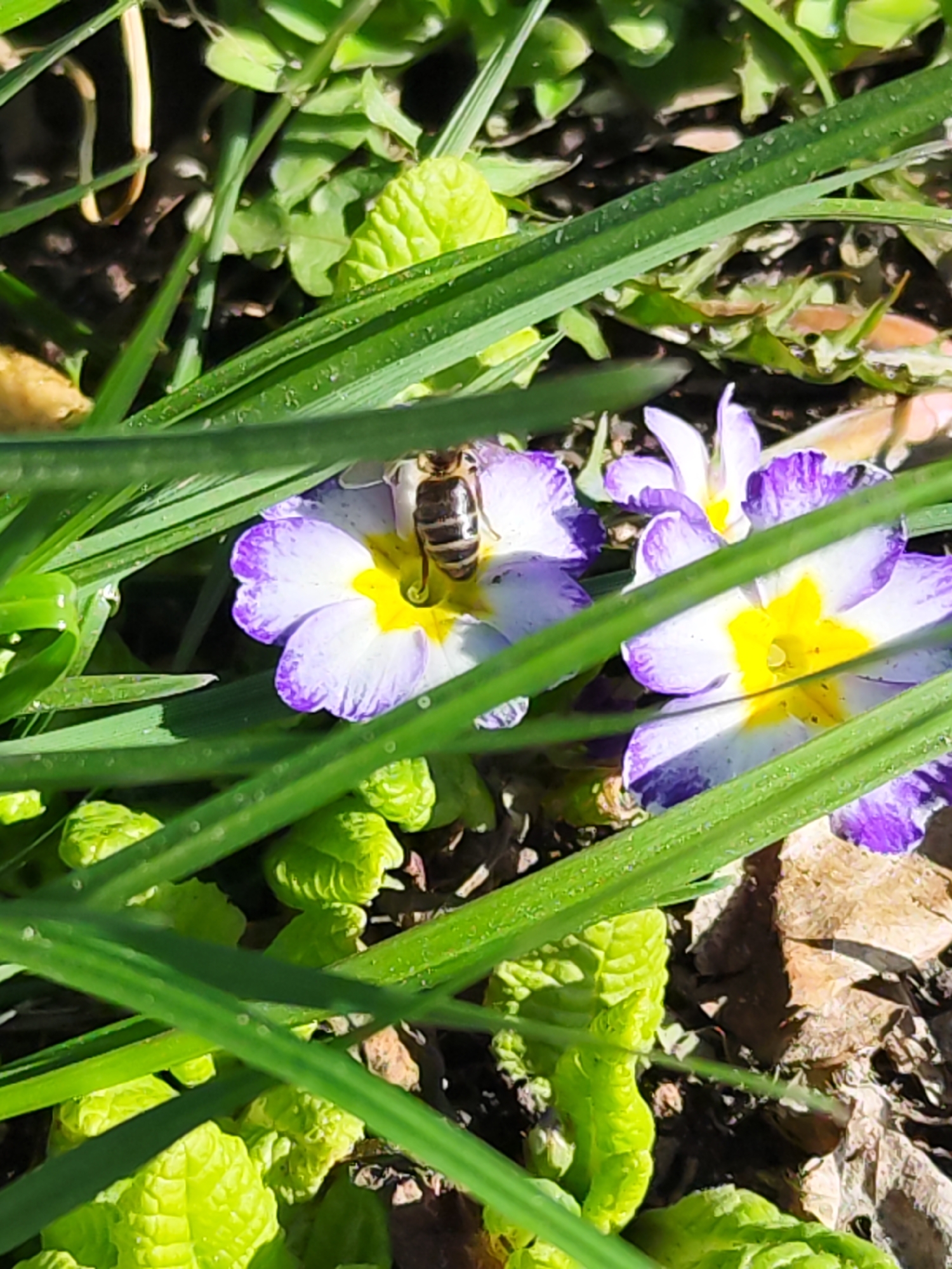 A close-up shot depicts a bee gathering nectar from a purple and white flower. The bee is positioned on the flower's yellow center. The flower and bee are surrounded by green grass and other foliage. The setting appears to be outdoors in a garden. The location is in the city of Chaikovsky, Russia.