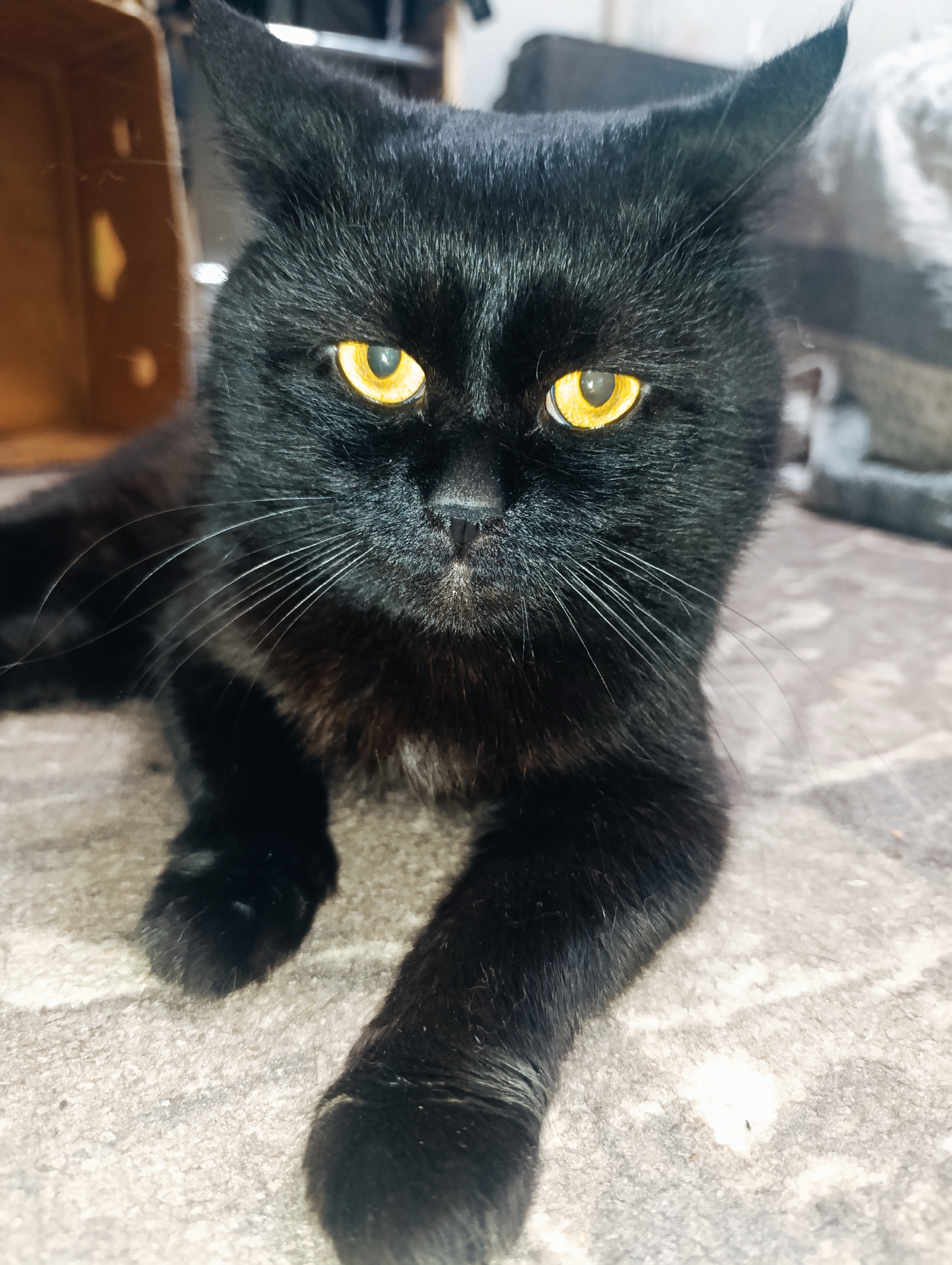 A black cat with bright yellow eyes is lying on a patterned carpet. The cat is facing the camera, with its head tilted slightly. Its ears are pointed upwards, and its whiskers are spread wide. The cat's front paws are resting in front of it, with the right paw extended forward. In the background, a blurred wooden box and a gray object are visible. There are no people present in the image. The scene is indoors, and the lighting suggests it is daytime. The image was taken in Zlatopil, Ukraine.
