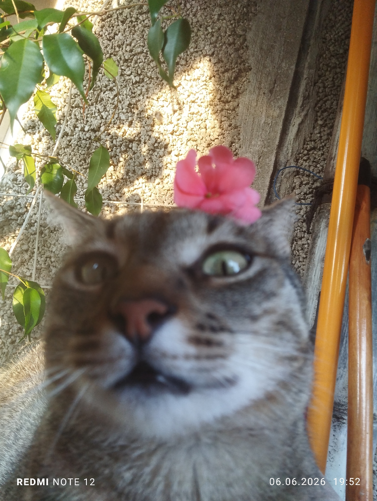 This close-up image depicts a domestic short-haired cat, characterized by its tabby-like fur patterns and prominent green eyes, partially out of focus, directly facing the viewer. A small, vibrant pink flower is positioned centrally on the cat's head, resting between its ears. The background on the left consists of a light-colored, pebbled wall, likely stucco or aggregate, adorned with green foliage casting distinct shadows from an overhead plant, indicating a strong light source from the left. The background on the right presents a darker, possibly concrete or weathered wooden surface, against which two vertical cylindrical objects, one bright orange-yellow and the other a duller orange-brown, are leaning. A thin blue wire loop is visible in the upper right background. An embedded timestamp in the lower right corner displays "06.06.2026 19:52", and a device watermark in the lower left corner reads "REDMI NOTE 12". The scene is located in the city of Burgas, Bulgaria.
