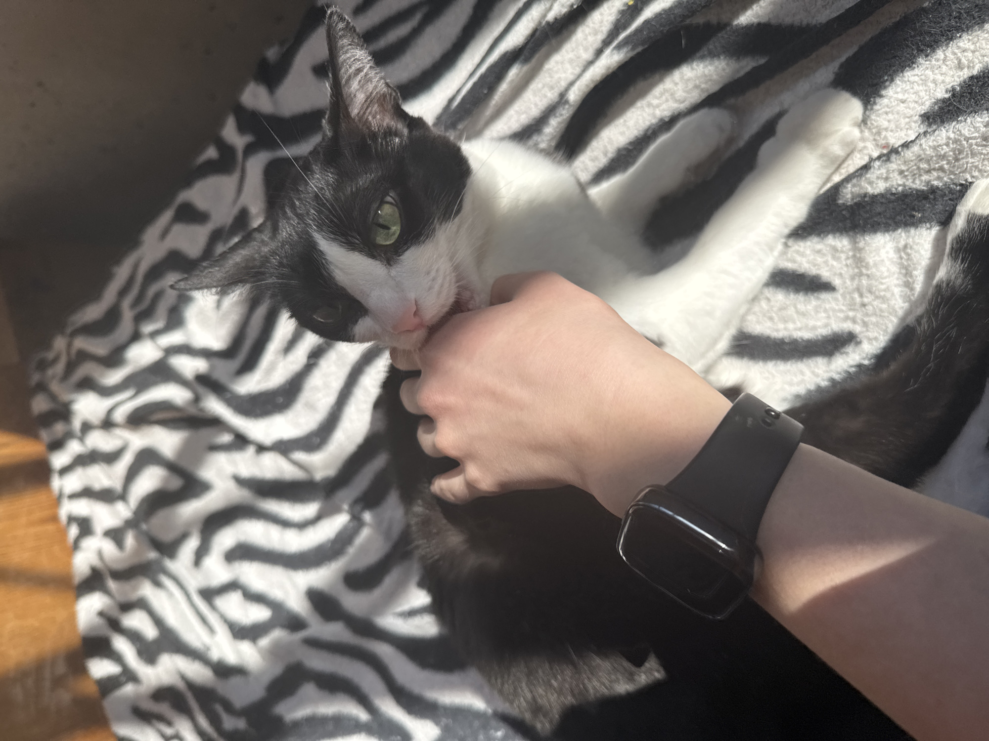 A black and white cat is being petted by a person. The cat is lying on a zebra-striped blanket. The person is wearing a black smartwatch. The location is not evident in the image.