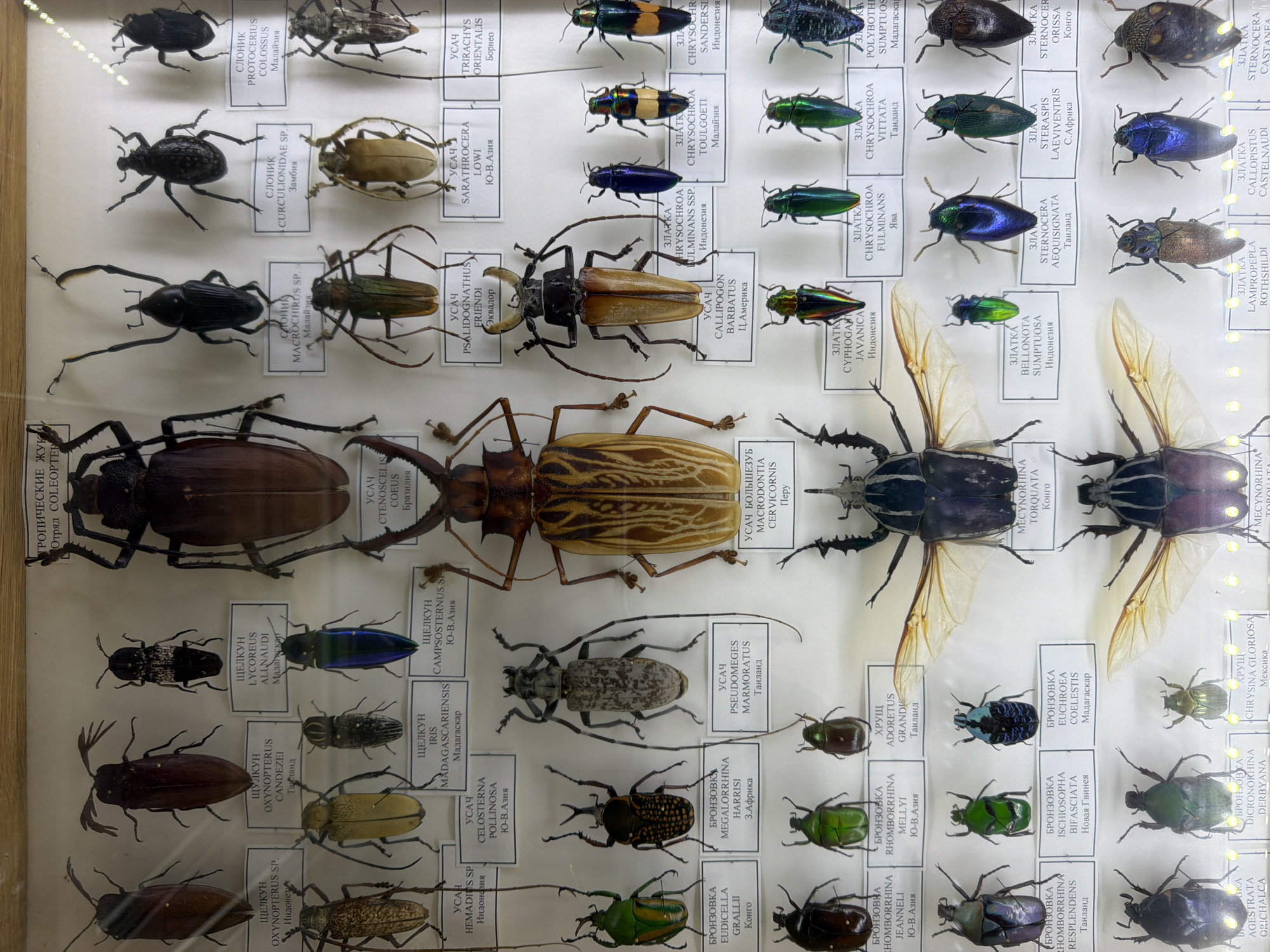 This media file shows a close-up view of a collection of dried insects, primarily beetles, displayed in a glass case. The insects are arranged in rows and columns, with labels written in Cyrillic text beneath some of them. The lighting suggests an indoor setting, possibly a museum or a private collection. The labels provide scientific names and geographical origins of the insects.
The subjects are the insects themselves, which are diverse in size, shape, and color. Some are black, while others display metallic blues, greens, and browns, often with intricate patterns. The arrangement is orderly, indicating a display rather than a natural habitat. There is no discernible activity or event taking place, as the insects are preserved specimens.
Notable details include the sheer number and variety of beetles, suggesting a significant entomological collection. The labels are a key feature, providing context about the specimens. Some visible text includes: "слоник", "усач", "златка", "бронзовка", and place names like "Замбия", "Мадагаскар", "Ю-В Азия", "Таиланд", "Конго", "Индонезия", "Африка", "Мексика", "Перу", "Бразилия", and "Акатovo". The quality of preservation appears good, with most specimens intact. The overall impression is one of scientific preservation and display.