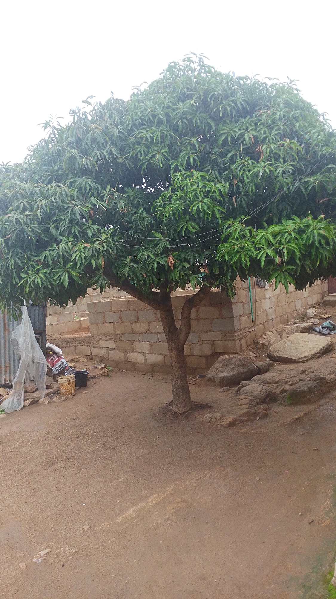 A medium shot shows a mango tree with a thick trunk and a dense canopy of green leaves. The tree is located in an outdoor setting with a dirt ground and a partially constructed brick building in the background. To the left of the tree, there is a corrugated metal structure covered with plastic sheeting, and some objects including a black bucket and a bag. To the right of the tree, large rocks are visible on the ground. The overall scene suggests a rural or semi-urban environment, possibly in Jos, Nigeria, given the architectural style of the building and the type of vegetation. The lighting suggests an overcast day.