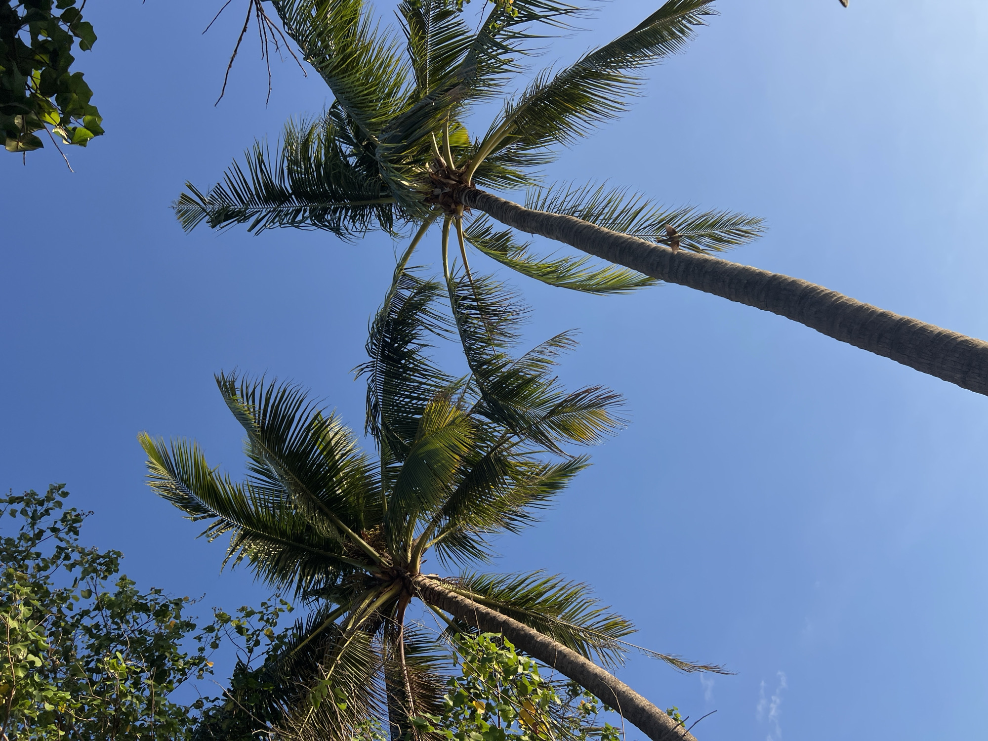 The image shows two palm trees against a clear blue sky, with some green foliage in the upper left corner. The perspective is looking up at the trees. The palm trees are tall with rough bark and long, frond-like leaves. One tree is closer to the viewer and leans to the left, while the other is further back and leans to the right, creating a symmetrical composition. There are no people or visible buildings in the image. The overall impression is that of a tropical, possibly beachside, environment. While the location is stated to be Kuta, Indonesia, there are no specific visual cues in the image that definitively confirm this location.