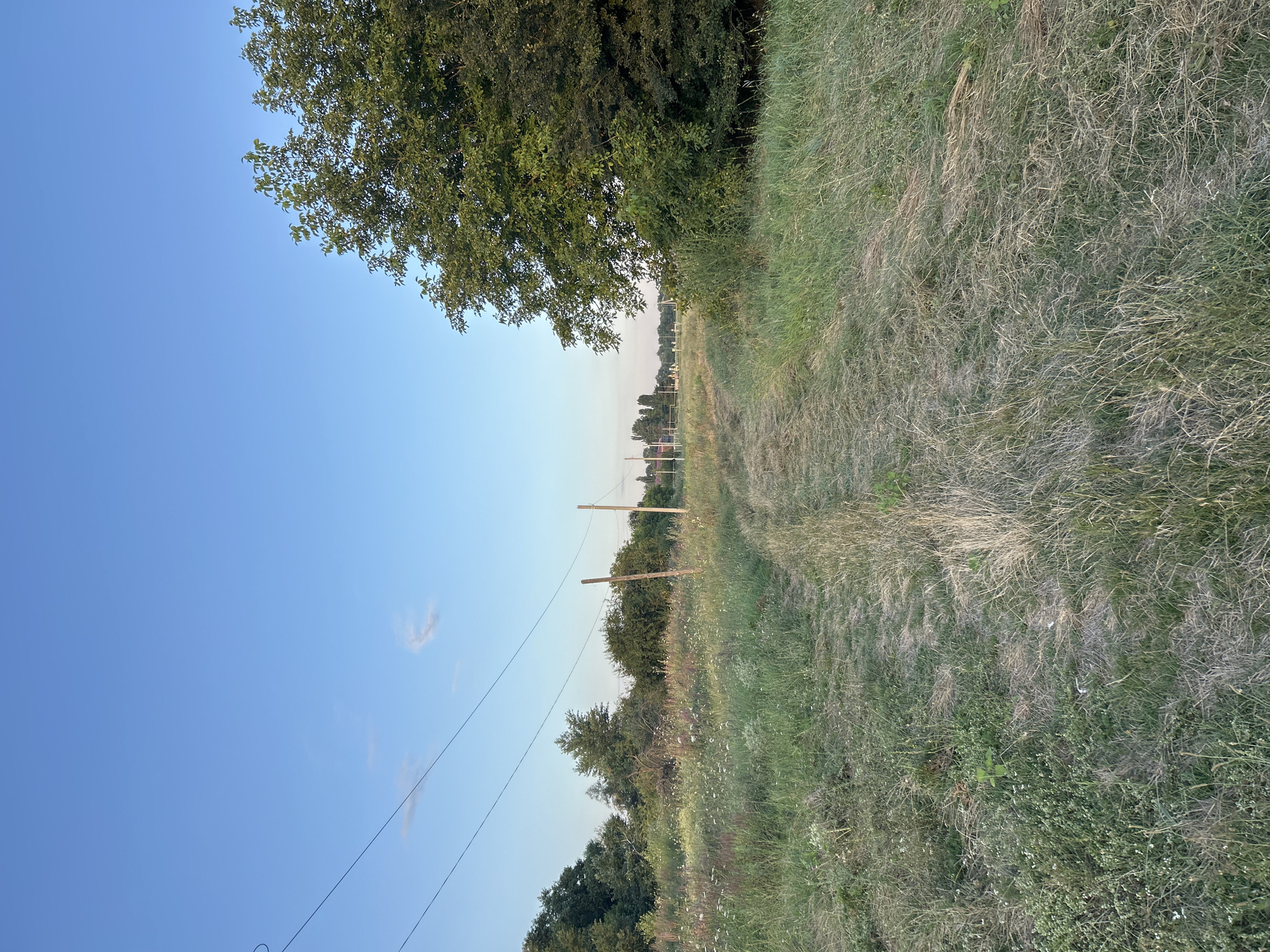 An outdoor, vertical, eye-level shot captures a dirt path winding through a grassy field. The path appears somewhat overgrown, with grass growing in the middle. To the left of the path, there are thin, dark power lines strung between wooden poles, with a few scattered small white flowers and green foliage. Further in the distance on the left, a line of trees forms a dense backdrop. On the right side of the path, a large, mature tree with dark green foliage dominates the foreground. The sky above is a clear, light blue, with a few wispy white clouds present. In the far distance, beyond the field and trees, a cluster of buildings with red roofs and tall, slender structures that appear to be cell towers are visible. The scene is consistent with a rural or semi-rural setting, potentially on the outskirts of a small town or village.