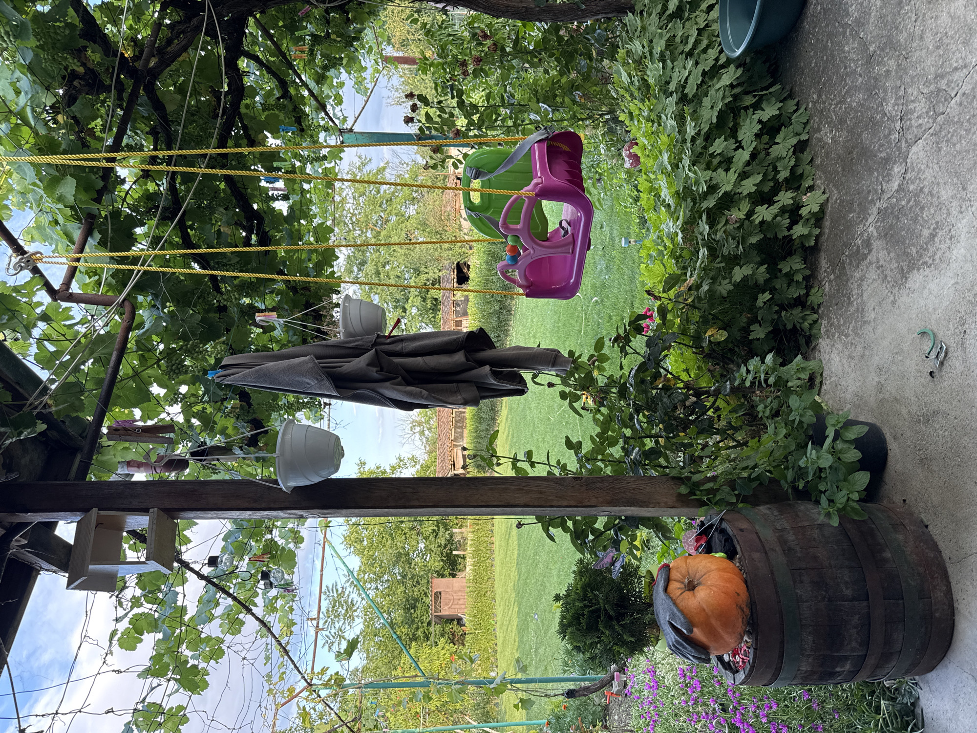 The image depicts a backyard in Sarnevo, Bulgaria, likely during the daytime given the bright lighting. In the foreground, a wooden barrel stands on a concrete surface. On top of the barrel, there is an orange pumpkin with a grey glove draped over it. To the left of the barrel are blooming purple flowers. Behind the barrel, various green plants and bushes are visible.
Further into the yard, a vibrant green lawn stretches out, with trees and buildings in the background. Suspended from the roof structure are a pink and green children's swing with yellow ropes, and two white hanging planters. A dark grey garment is also hanging from the roof. A wooden birdhouse is attached to a wooden post. The scene is lush with vegetation, including grapevines covering the roof structure, suggesting a summer or early autumn setting. The overall impression is of a relaxed, lived-in outdoor space.