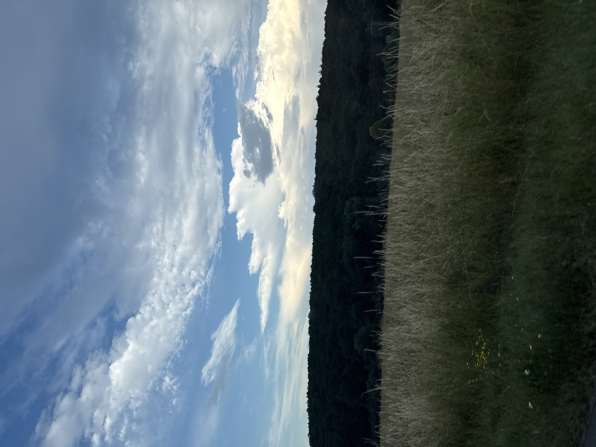 A vertical, eye-level shot captures a landscape dominated by a dense, dark green forest on a rolling hill. The sky above is a dramatic mix of blue and white clouds, with some areas illuminated by the sun, suggesting either sunrise or sunset. In the foreground, a field of tall, dry grass stretches across the image, with patches of green grass and a small cluster of yellow wildflowers visible towards the left. The overall scene depicts a natural, rural environment in Weidenhausen, Germany.