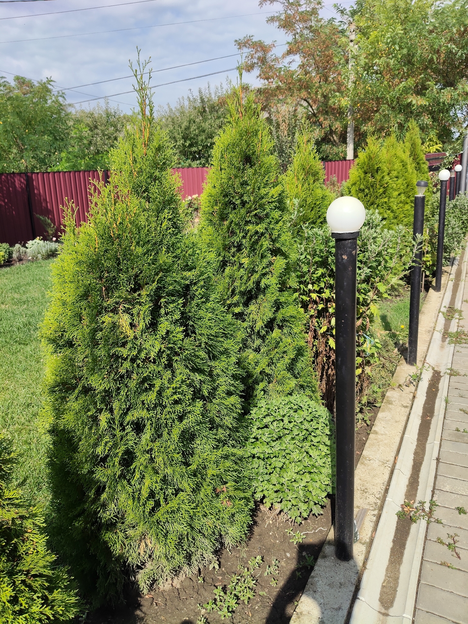 The image captures a section of a garden walkway in Mîndîc, Moldova, on a bright, clear day. The foreground is dominated by lush green coniferous trees, possibly thuya, with rich soil at their base. To the right, a paved walkway made of interlocking concrete blocks runs parallel to the garden bed, bordered by a concrete curb. Several black lampposts with white globe-shaped lights are spaced along the walkway, adding a decorative element. Beyond the lampposts and garden bed, a dark red metal fence encloses the property, with mature trees and foliage visible behind it, suggesting a suburban or rural setting. The overall impression is one of a well-maintained residential outdoor space.