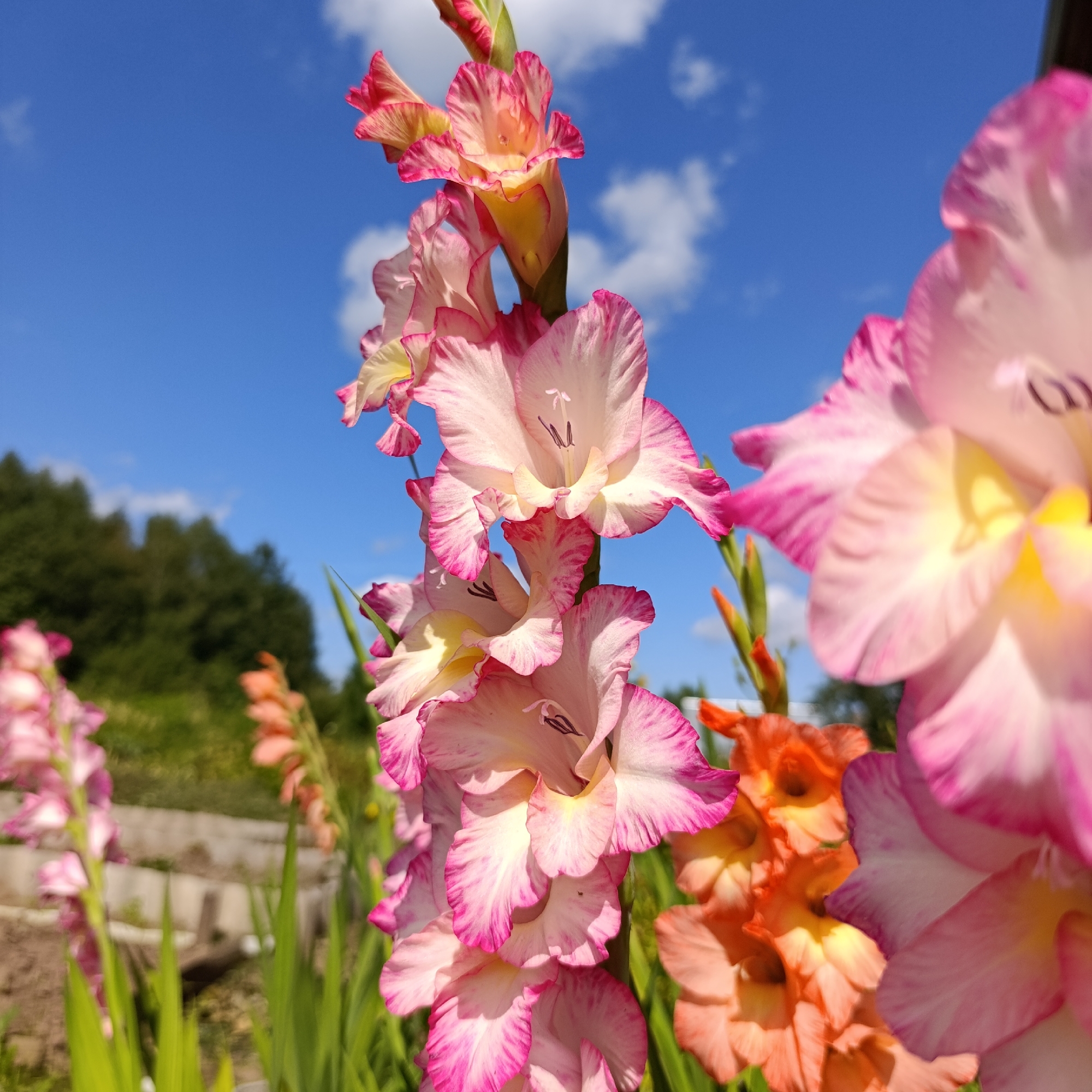 The image shows a close-up of gladiolus flowers in bloom. The flowers are primarily pink and white with darker pink edges and yellow throats. Some orange gladiolus flowers are visible in the background, as well as green foliage. The sky above is blue with scattered white clouds. The scene appears to be outdoors, possibly in a garden or field. There are no people or animals depicted in the image. The location is identified as Dubovaya, Russia.
