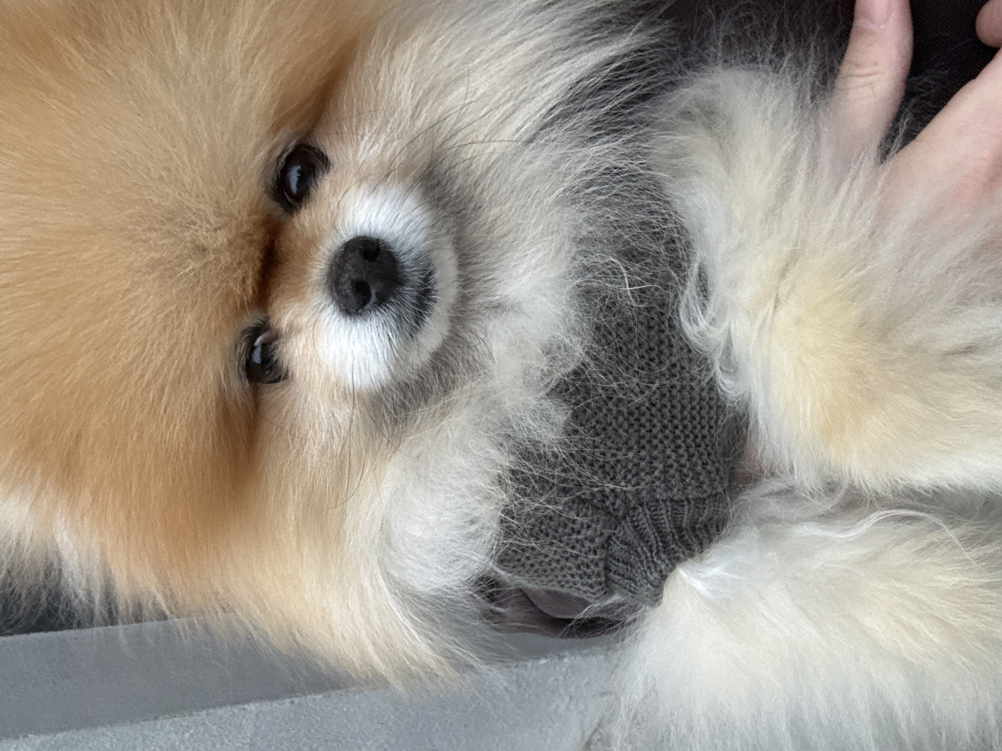 A close-up, portrait-style shot presents a tan and white Pomeranian dog. The dog's face is the central focus, with its small, black eyes and black nose prominently featured. Fluffy, tan-colored fur frames the left side of its face, while white fur surrounds its muzzle and extends to the right. A gray, knitted sweater is visible beneath the dog's fur, suggesting it might be wearing the sweater or being held against it. An arm and hand are also partially visible at the right of the image. The background is out of focus, but a light gray surface appears at the bottom. The location and time are not discernible from the image.