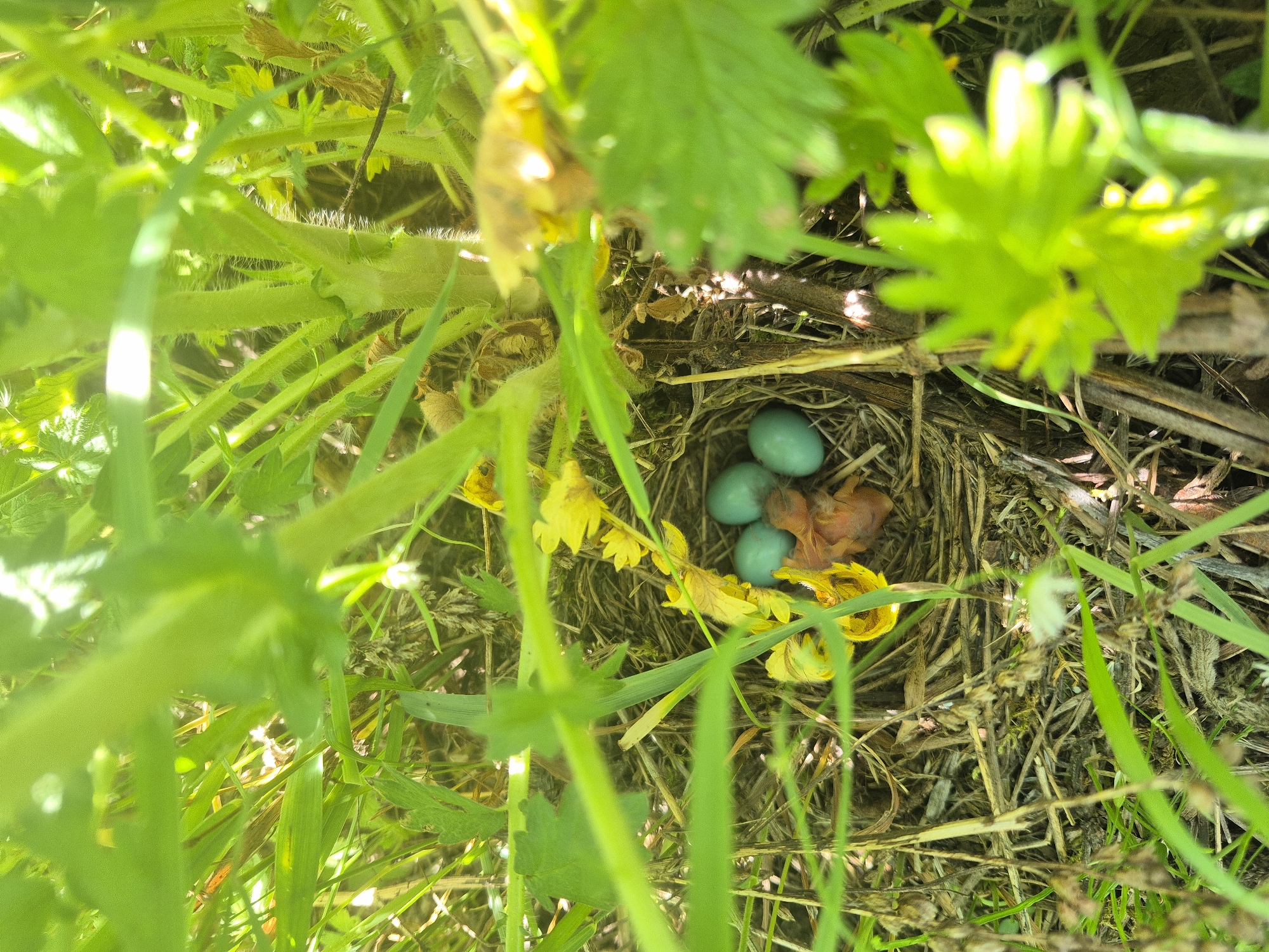 In Karsha, Russia, a bird's nest made of grass and twigs is nestled among green foliage. Inside the nest, three small, light blue eggs are visible. A tiny, newly hatched bird, with pink skin and sparse down, is also present. Yellow, wilted petals surround the nest, and sunlight filters through the leaves, creating dappled light on the scene.