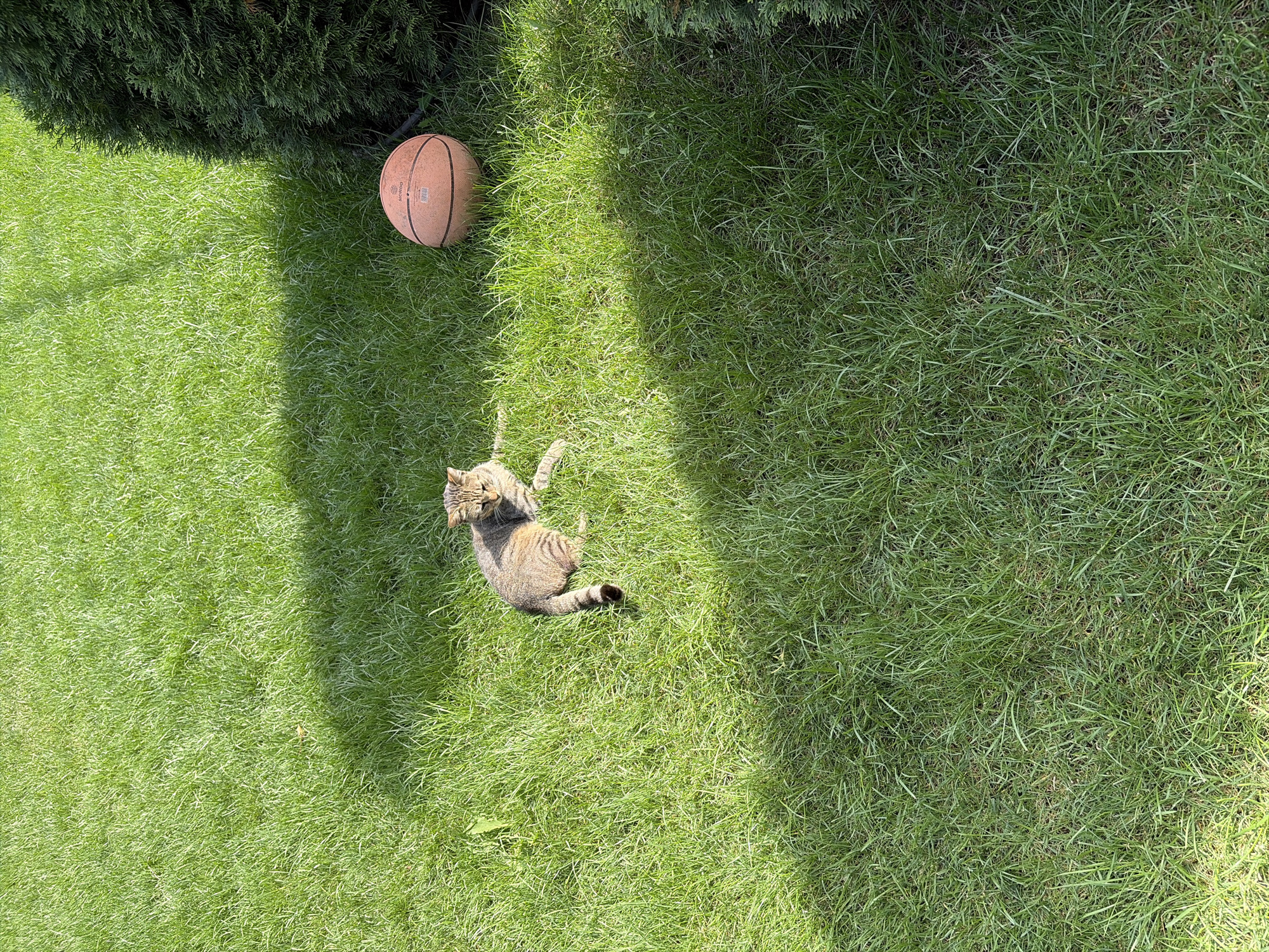 In Oxentea, Moldova, a tabby cat rests on a well-maintained, sun-drenched lawn. The cat is positioned in the center of the frame, facing the camera with its body angled to the right. To the right of the cat, a basketball lies on the grass. In the background, a dark green, coniferous shrub borders the lawn. The scene is bathed in sunlight, casting distinct shadows across the grass.