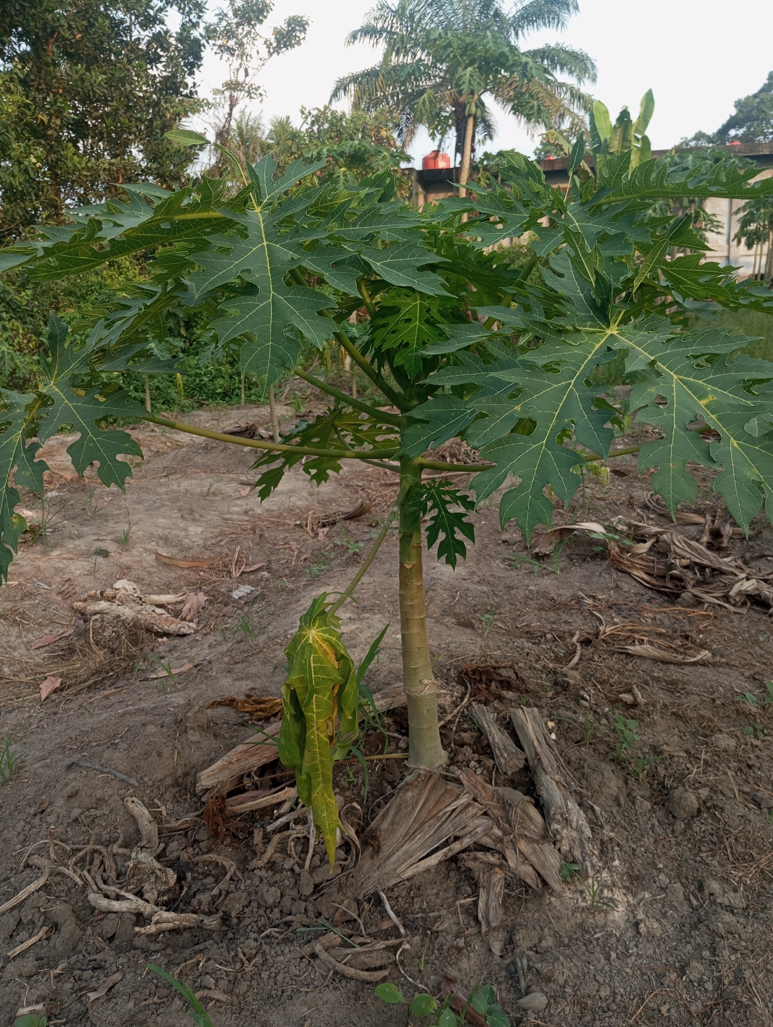 A papaya tree stands in dry soil with fallen leaves and dried plant matter at its base. The tree has large, green, lobed leaves and a thin, light-brown trunk. In the background, lush green foliage and palm trees are visible, with a concrete wall and a red water tank suggesting an urban or semi-urban environment. The sky is overcast. The scene appears to be in Air Molek, Indonesia.