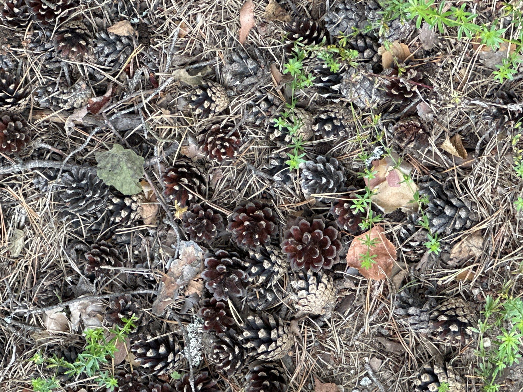 The image shows a ground-level view of a forest floor covered in pine needles, dry leaves, and numerous pine cones. Small green plants with delicate leaves are scattered throughout the scene. The pine cones vary in size and stage of opening, with some appearing closed and others more fully exposed. The overall impression is one of a natural woodland setting.
