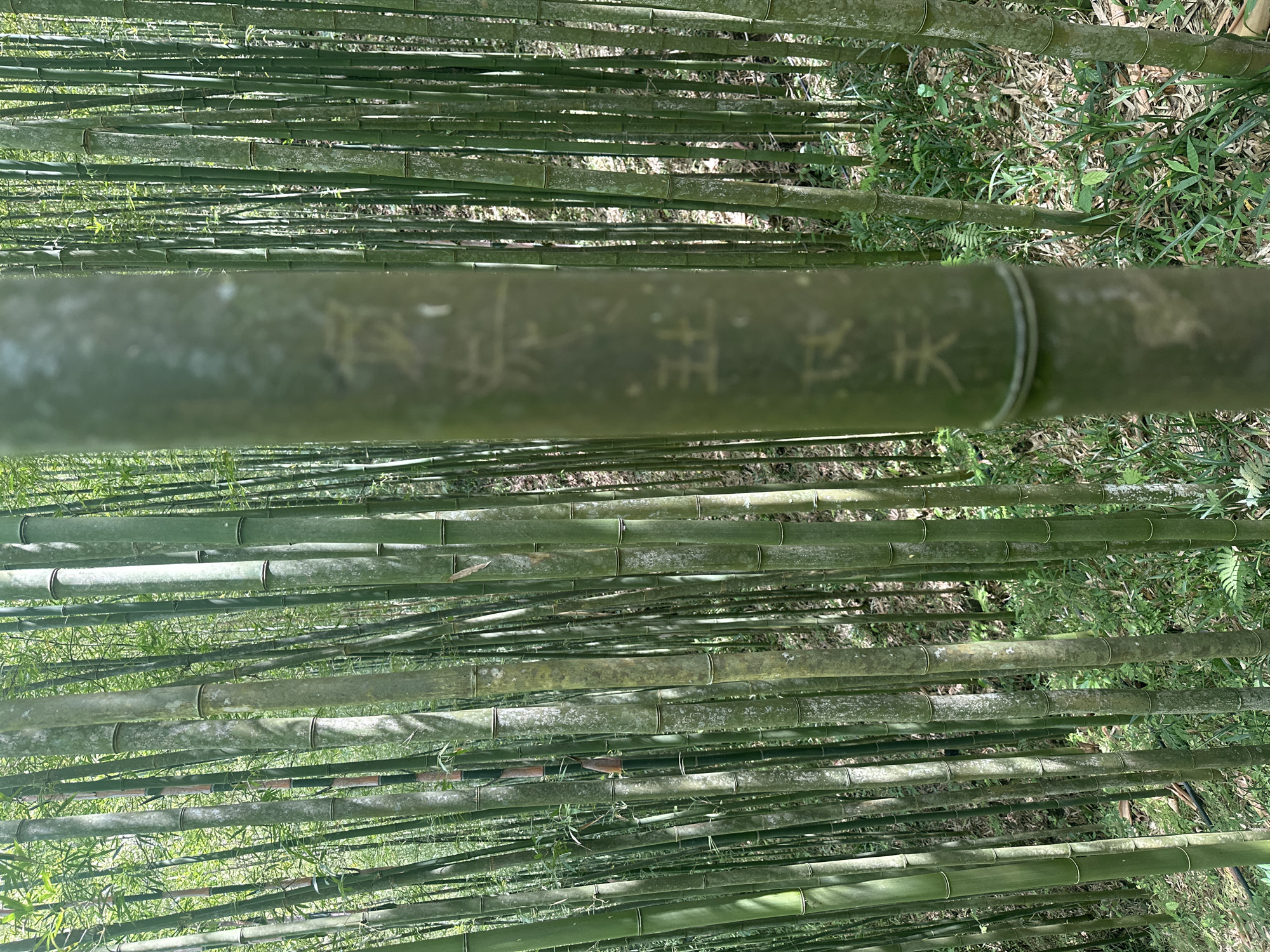 The image shows a bamboo forest in Ngã Ba Kim, Vietnam. Numerous bamboo stalks, varying in shades of green, stand vertically, stretching into the distance. Several of the bamboo culms have sections of text engraved or carved into them. The ground is covered with leaf litter and sparse vegetation. The lighting suggests daylight conditions, with sunlight filtering through the bamboo canopy.