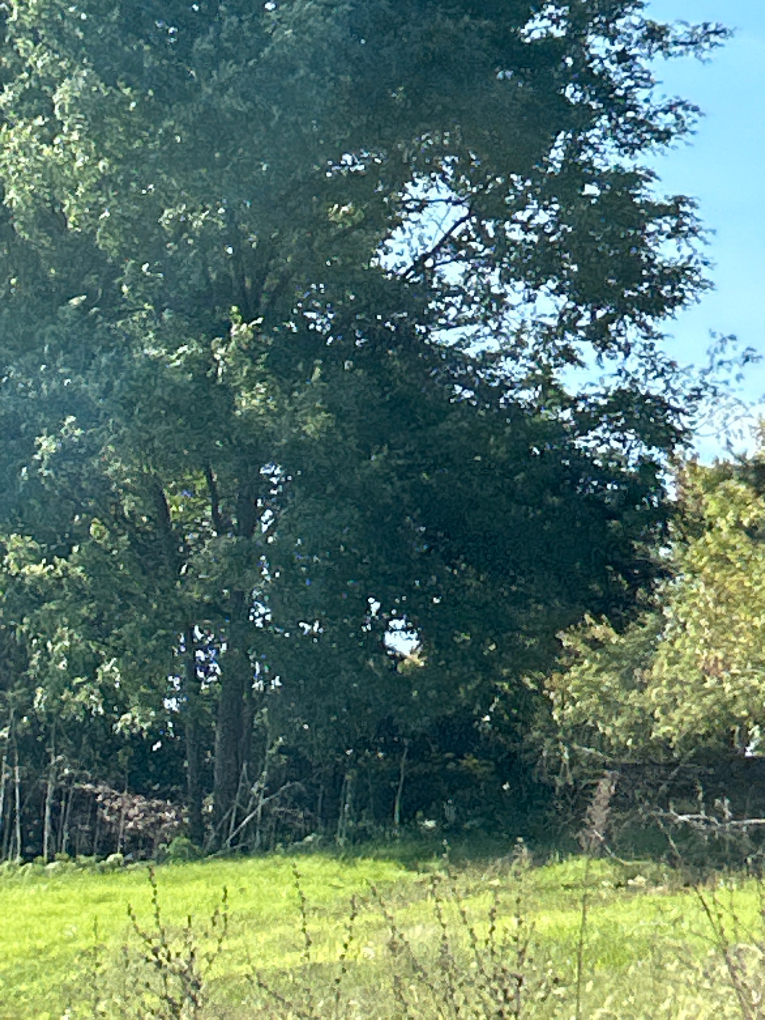 The image shows a view of a grassy field in front of a dense forest with a large tree in the foreground. The sky is clear and blue, indicating a sunny day. In the background, there are some thin, vertical structures that appear to be trees or poles, possibly part of a fence or boundary. There is also a pile of logs or wood stacked against the forest edge. The foreground consists of a vibrant green grassy area with some dry, wispy vegetation. The overall impression is of a natural, somewhat wild landscape, possibly on the outskirts of a rural area or park. This scene is located in Collier Township, United States of America.