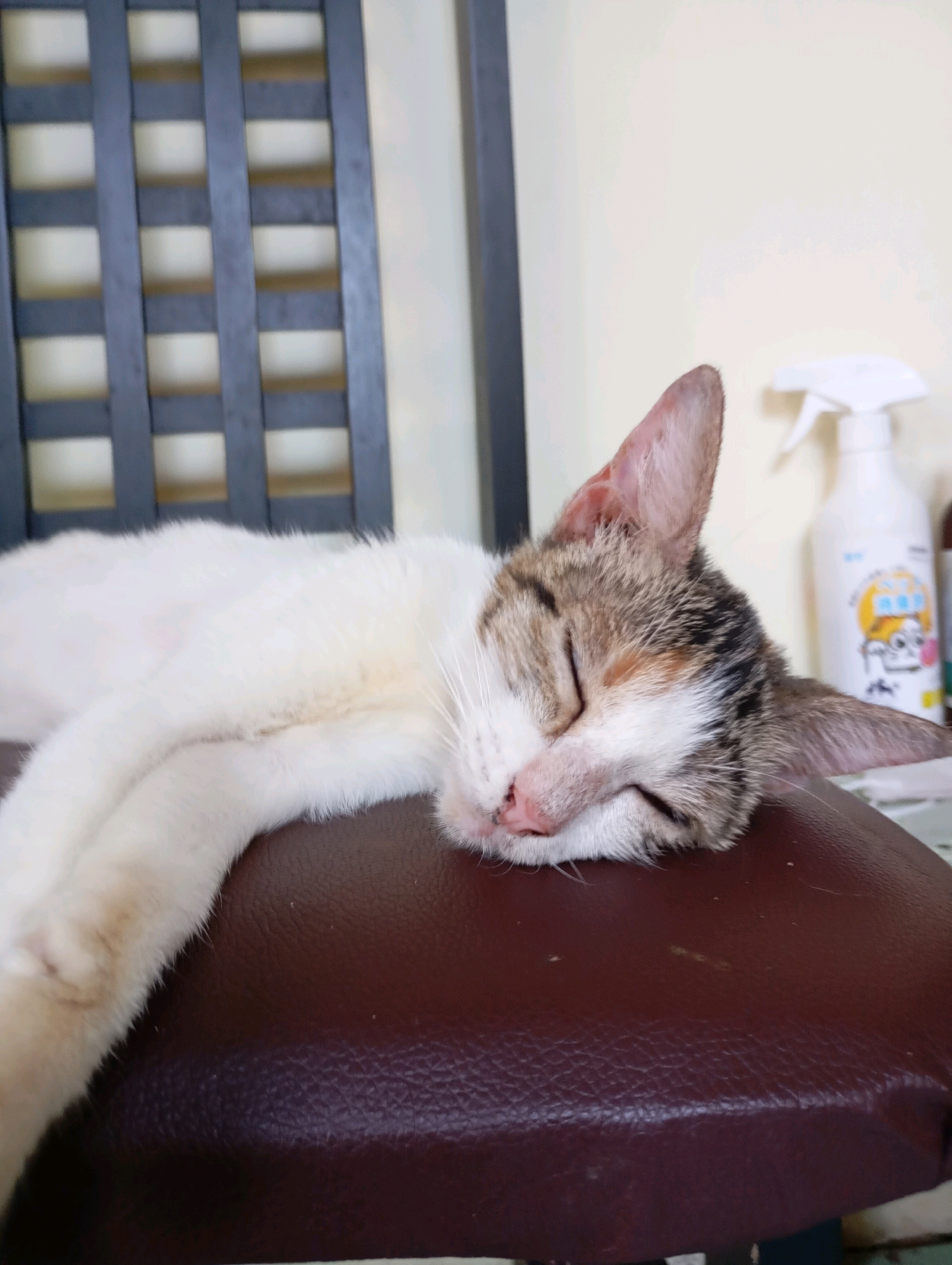 An adult calico cat is sleeping on a brown leather-upholstered chair. The cat is lying on its side, with its head resting on the seat of the chair. Its eyes are closed, and its mouth is slightly open. The cat's fur is white with patches of brown and black. In the background, there is a dark wooden chair and a white spray bottle. The environment appears to be indoors.
