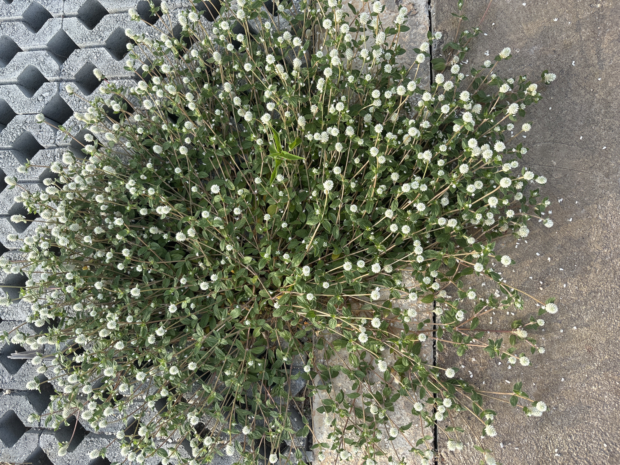 An overhead shot shows a dense clump of flowering plants surrounded by paving in บ้านบางรักษ์, Thailand. The plant has many thin, brown stems with small green leaves. The flowers are small and white, shaped like round pompoms. To the left of the plant is a grid of gray concrete blocks with square cutouts. To the right, there is a section of solid, light-gray concrete paving. The lighting suggests it is daytime, and the scene is outdoors.