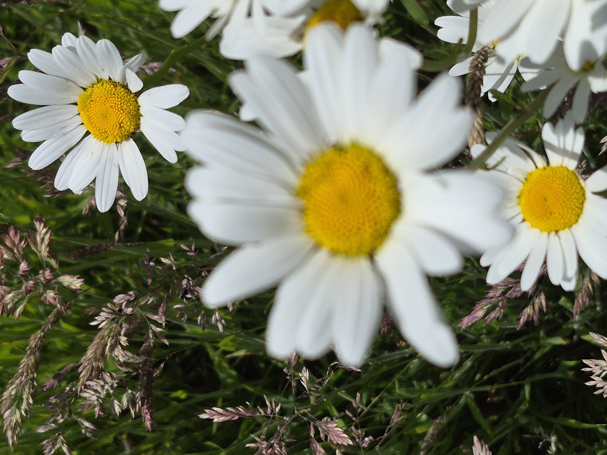 This is a close-up, high-angle shot of several daisies in a grassy area. The daisies are white with yellow centers. Some of the daisies are in focus, while others are blurred. The background is a mix of green grass and dry, reddish-brown grass stalks. The image appears to have been taken outdoors, possibly in a garden or park. There is no indication of a specific location within Sandwell, United Kingdom.
