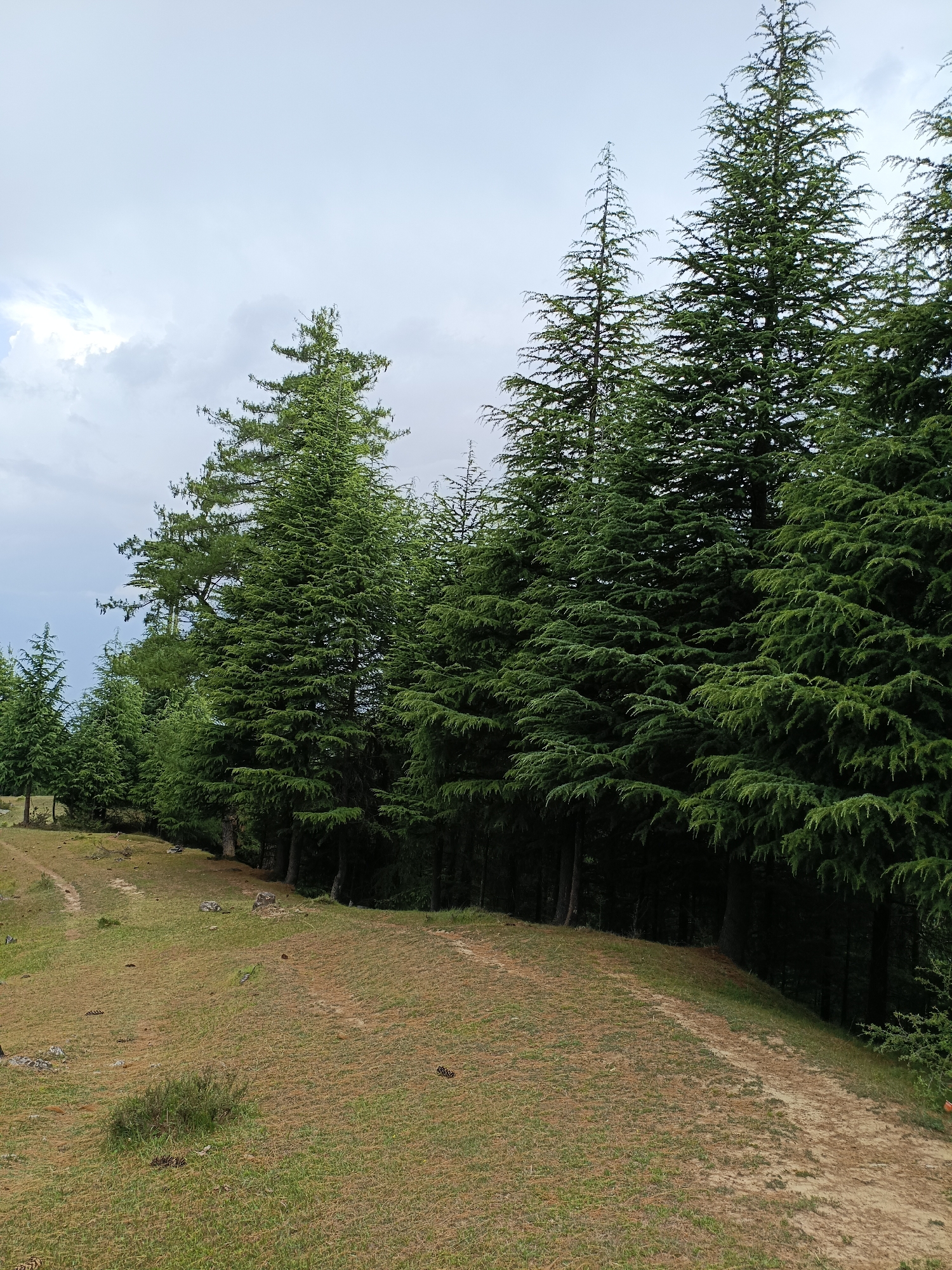 This media file depicts a serene natural landscape in Chhaki, India, characterized by a dense forest of tall, evergreen trees. The scene is dominated by the lush green foliage of cedar trees, their branches reaching towards an overcast sky. The ground in the foreground is a mix of dry grass and dirt paths, suggesting a slightly rugged, natural terrain. There are a few scattered pinecones on the ground, and a small bush adds a touch of vibrant green to the otherwise earthy tones of the ground.
The trees form a striking wall of green on the right side of the image, with their dark trunks and dense canopy creating a sense of depth and mystery. To the left, the forest gradually thins out, revealing more of the open, grassy hillside and a dirt path winding its way through the landscape. The sky is a muted grey, with patches of lighter clouds, indicating either an overcast day or the presence of approaching rain. The overall mood is peaceful and tranquil, evoking a sense of being immersed in nature. There is no visible text in the image. The time of day appears to be daytime, given the ambient light.
