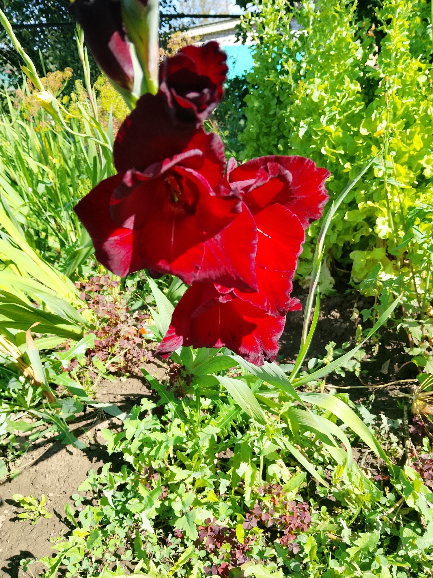 A close-up, low-angle shot captures a deep red gladiolus flower in bloom, its ruffled petals slightly unfurling. The flower is positioned in the foreground, dominating the frame. Behind it, various green plants and foliage create a lush backdrop. To the left, tall, green gladiolus leaves and stalks are visible, with hints of other yellow and red flowers further back. The ground beneath the plants is dark soil, interspersed with small green leaves and some reddish-purple foliage. The scene is set outdoors, bathed in bright sunlight which casts shadows. The setting appears to be a garden in Verkhopol'e, Russia.