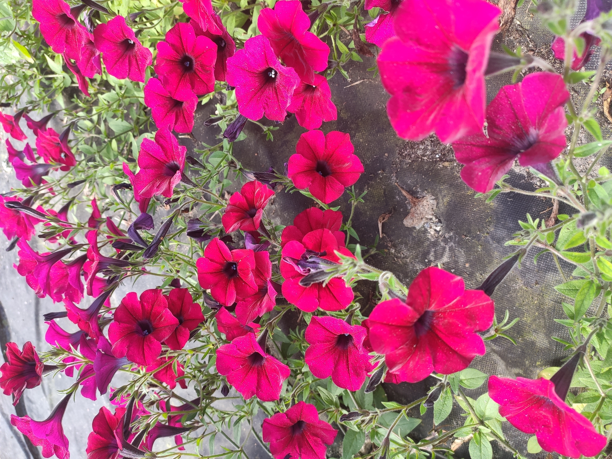 A close-up, overhead view captures a dense cluster of vibrant, fuchsia-colored petunia flowers in full bloom. The petals are a rich, saturated hue, with some showing a darker, almost purplish center. The flowers vary in their openness, with some fully unfurled trumpets and others still partially closed buds. Green foliage and slender, dark stems intertwine among the blossoms. The flowers are growing in an outdoor setting, with a dark, textured ground cover visible beneath them, suggesting a garden bed or planter. The overall impression is one of lush, abundant floral growth. No people or specific landmarks related to Polatsk, Belarus are visible in this image.