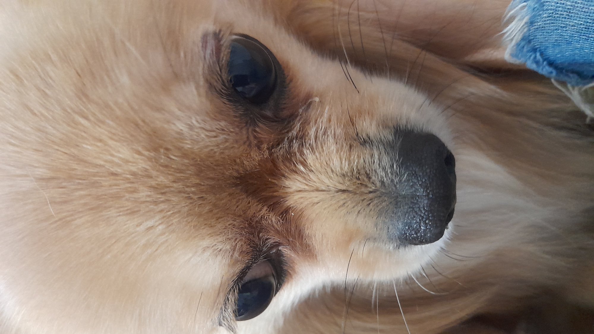 A close-up photograph depicts the face of a light brown, long-haired dog, possibly a Pomeranian or similar breed. The dog's black nose is prominently featured, with visible texture detail. Its dark eyes are open and reflect light. Light brown fur surrounds the eyes and nose. A small portion of blue denim fabric appears in the top right corner, possibly indicating clothing. The image does not contain information related to the city of Saint Petersburg, Russia.